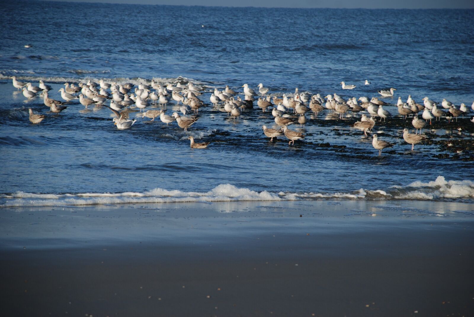 Nikon D80 sample photo. Gulls, sea, vacations photography