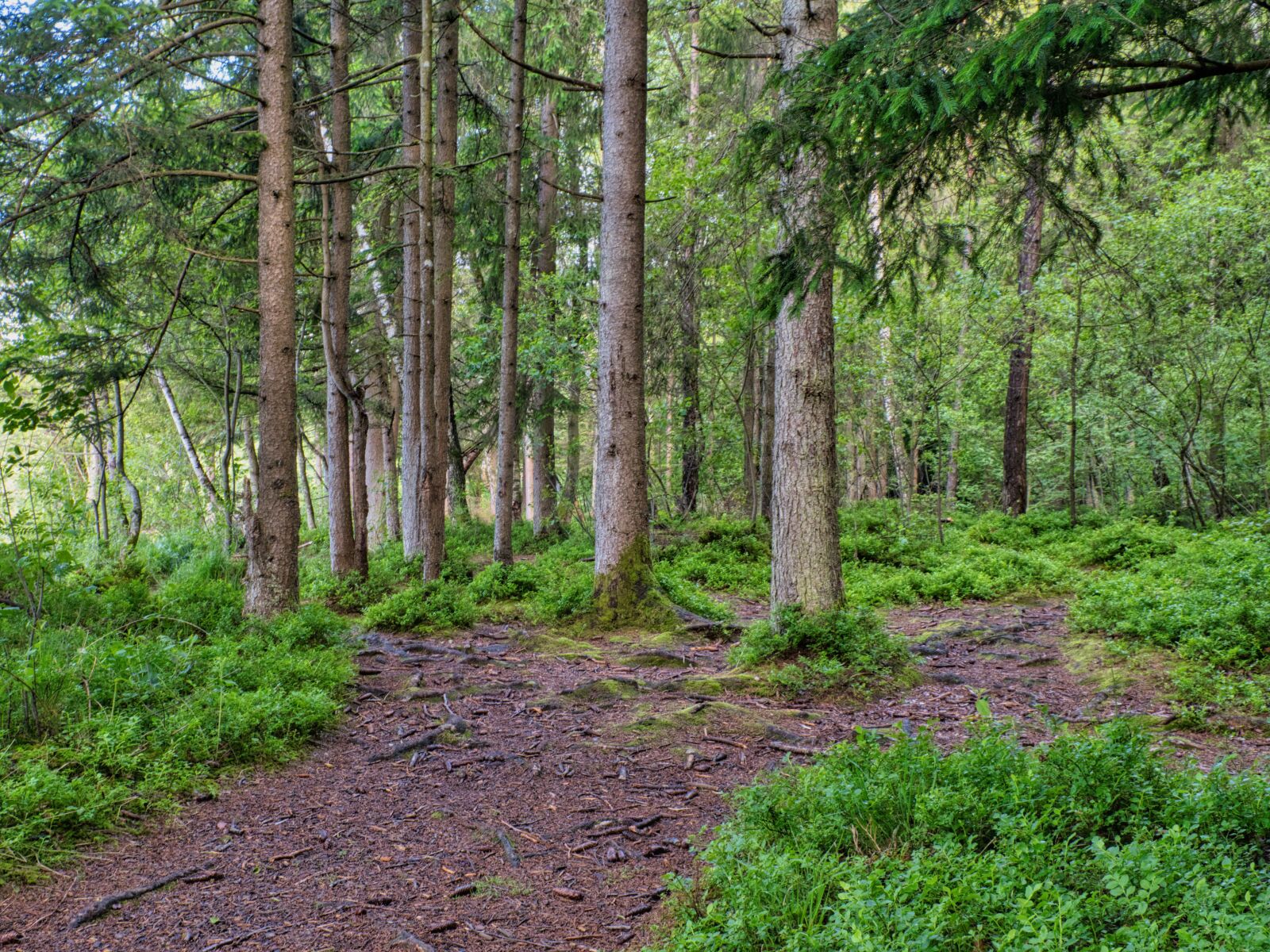 Nikon D7500 sample photo. Trees, forest, nature photography