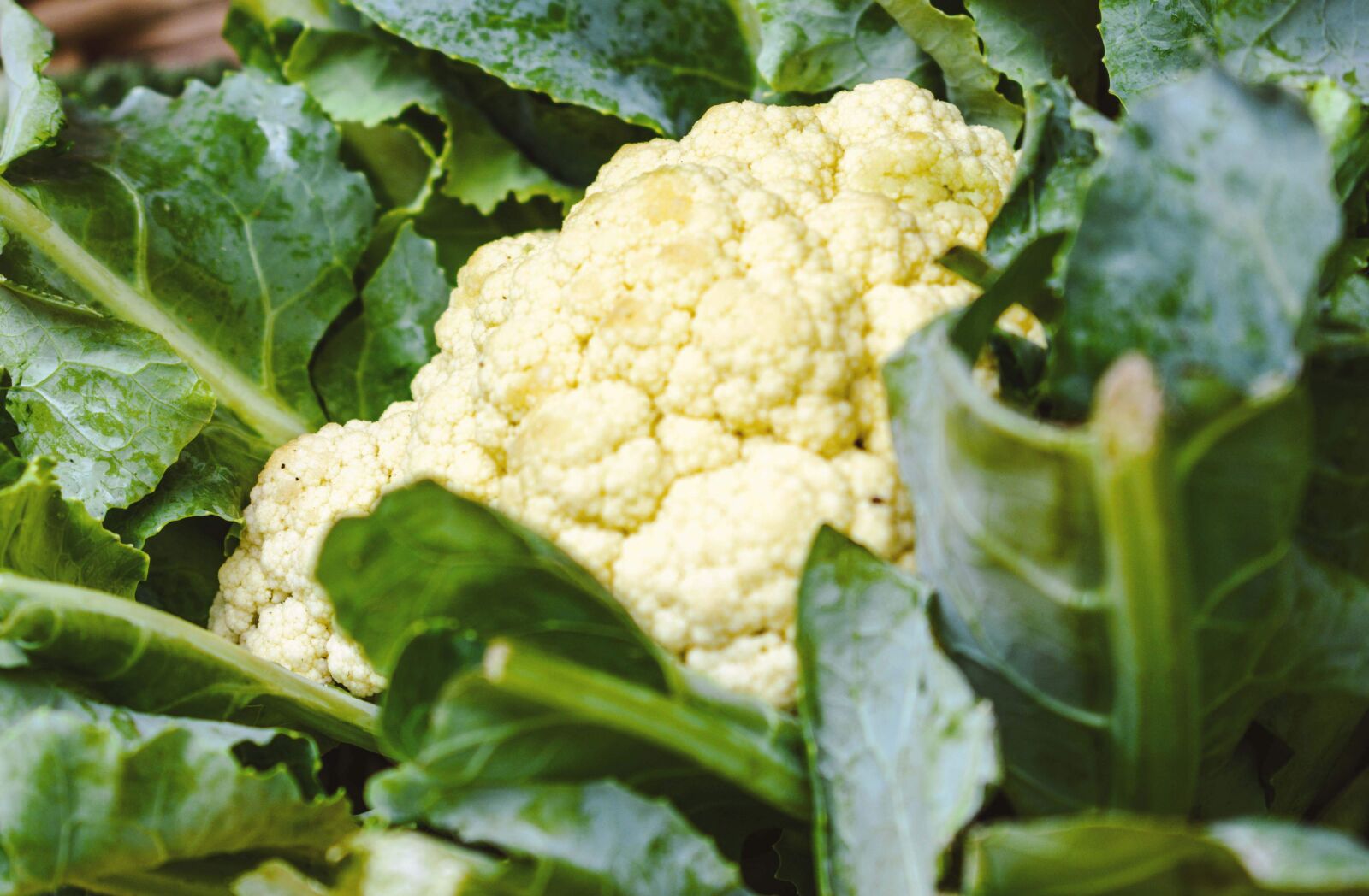 Nikon D3400 sample photo. Cabbage, whole, raw photography