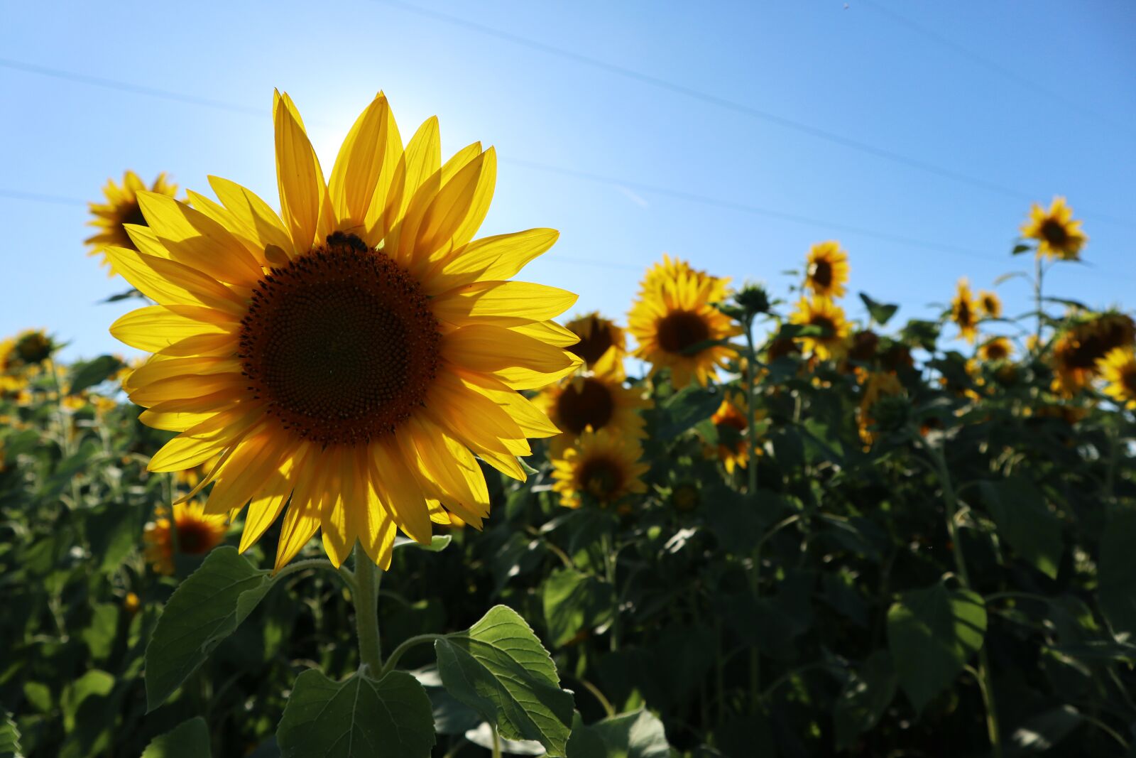 Canon EOS M100 sample photo. Sunflower field, sunflower, summer photography