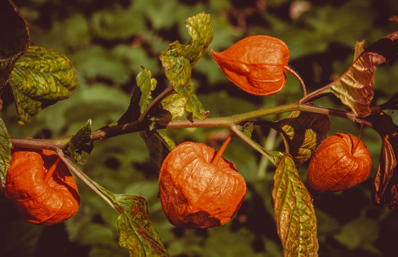 Fujifilm XF 55-200mm F3.5-4.8 R LM OIS sample photo. Lampionblume, physalis alkekengi, ornamental photography