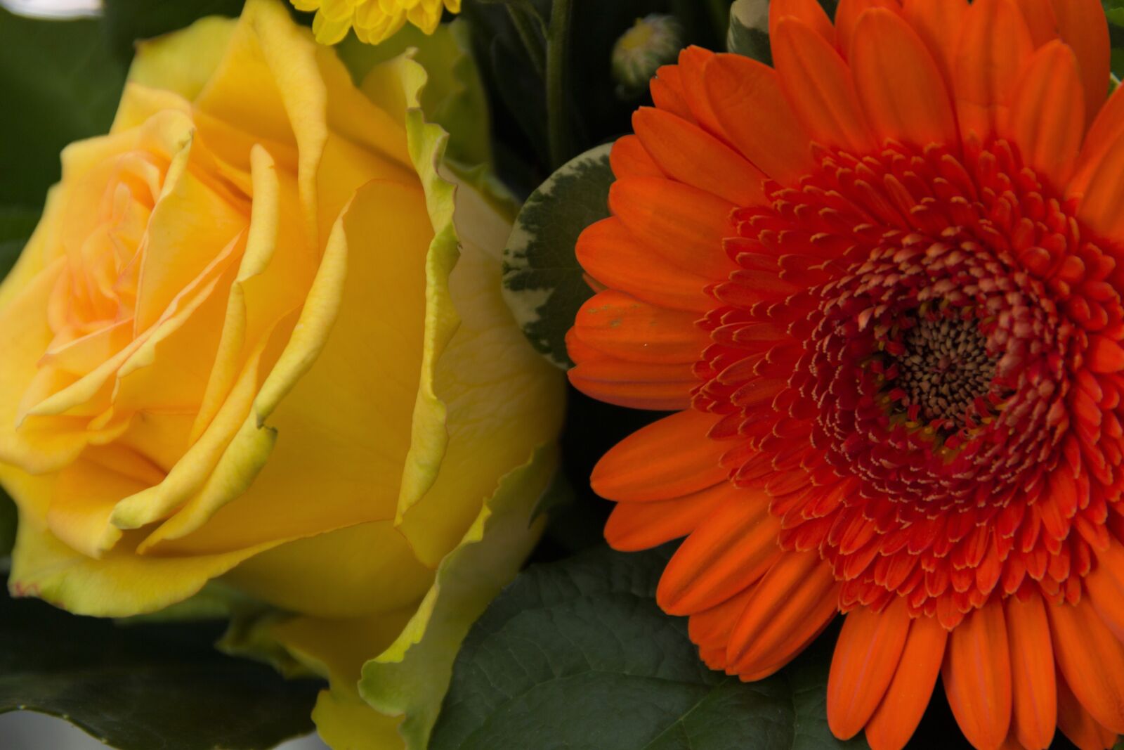Canon EF-S 18-135mm F3.5-5.6 IS sample photo. Rose, yellow, gerbera photography