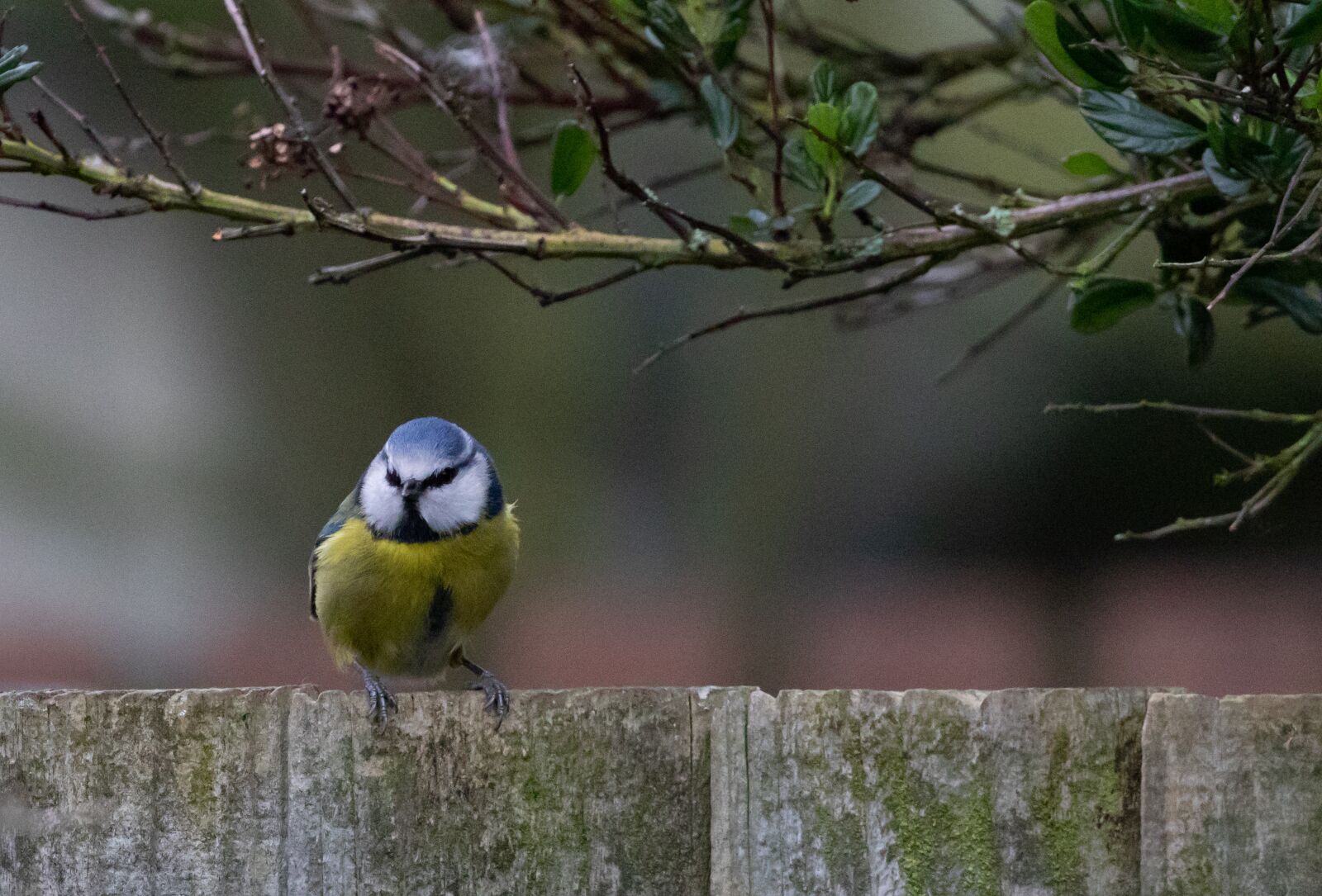 Canon EOS 7D Mark II sample photo. Blue tit, feeding tit photography