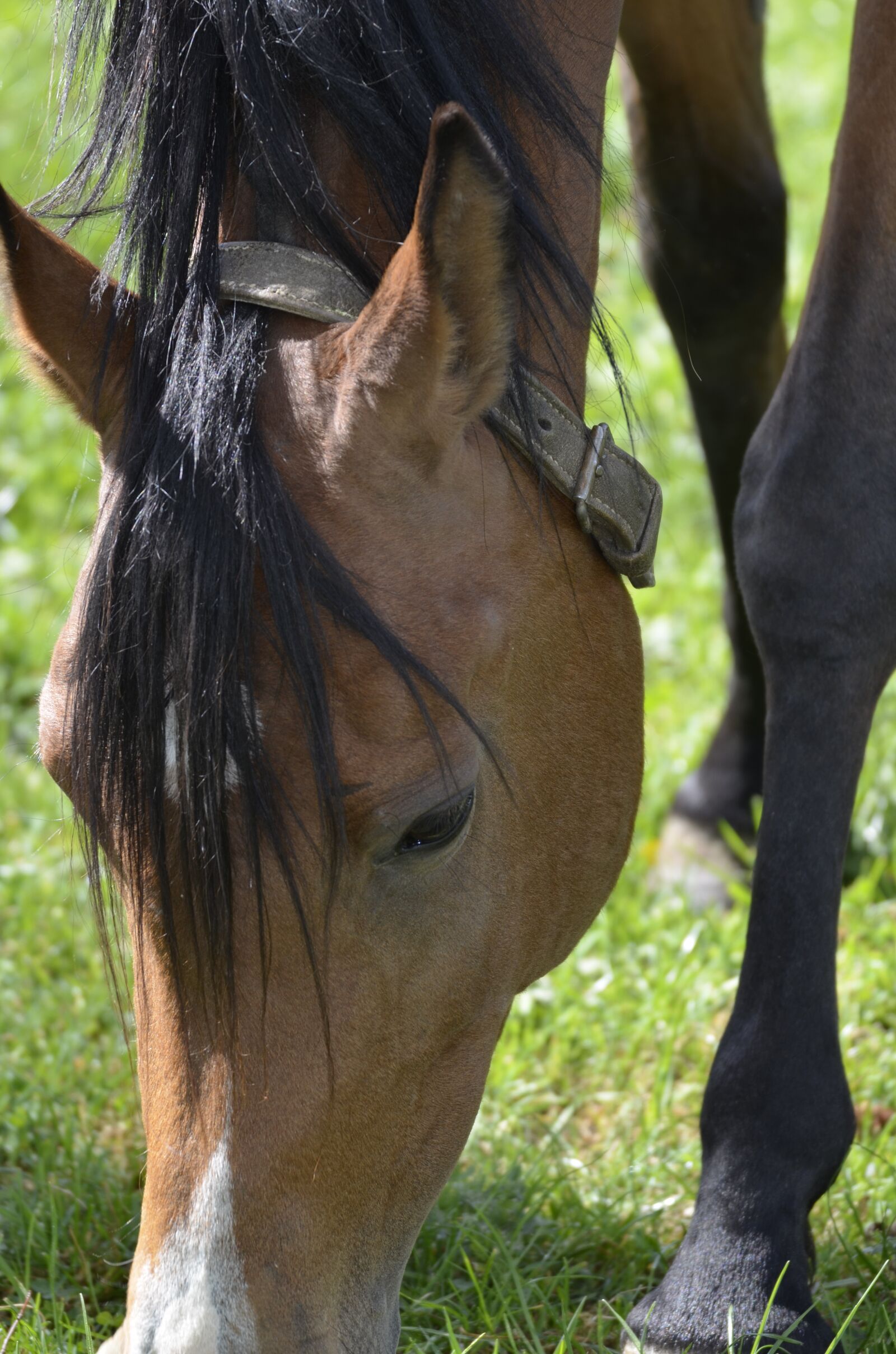 Nikon D5100 sample photo. Mammal, the main and photography