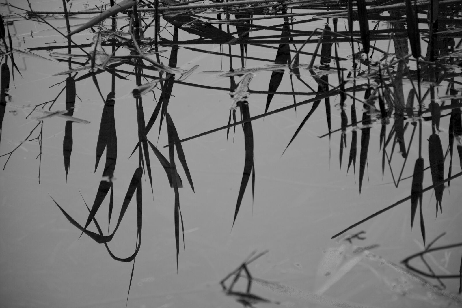Nikon D7100 sample photo. Reflection, water, mirror photography