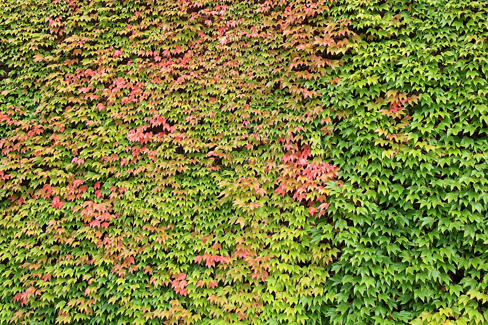 Canon EOS 450D (EOS Rebel XSi / EOS Kiss X2) sample photo. Background, wine partner, plant photography