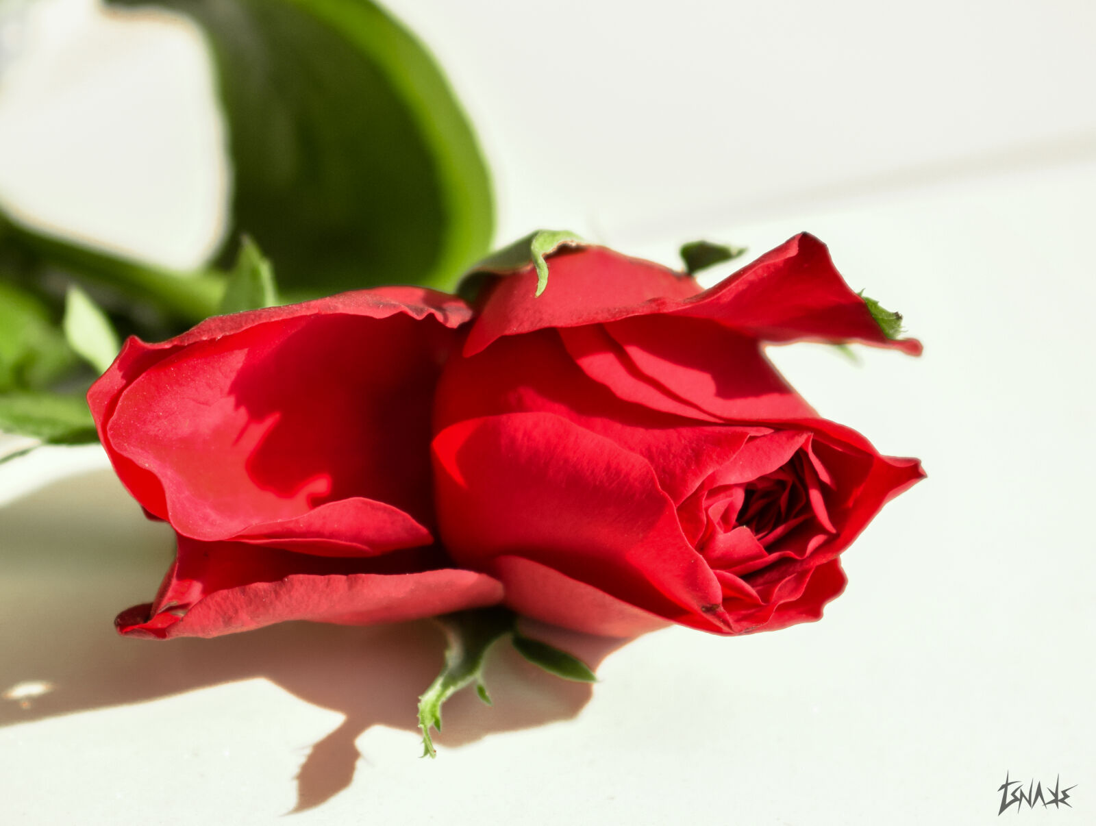 Nikon D3300 sample photo. Flower, red, red, rose photography
