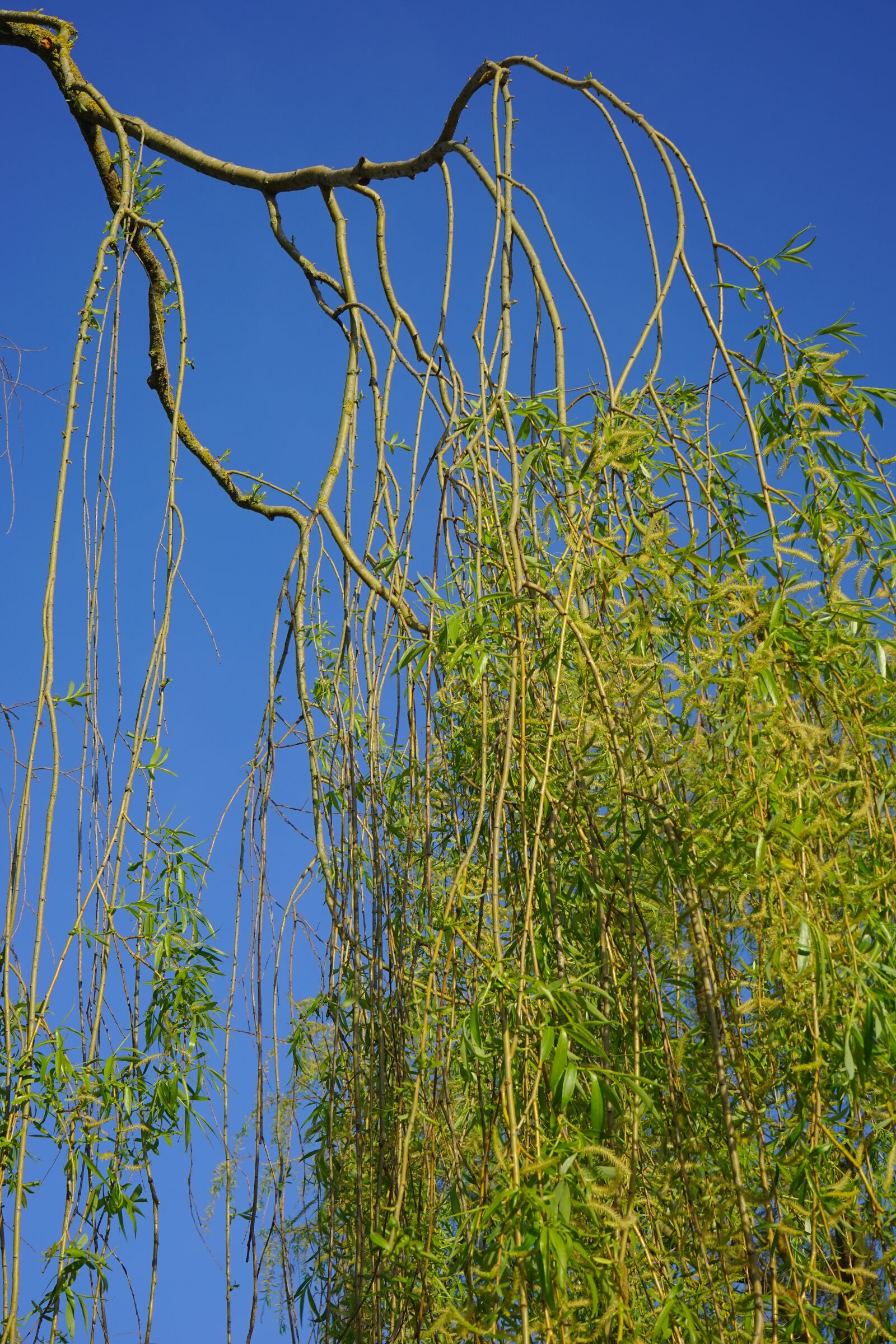 Sony a7 + Sony FE 28-70mm F3.5-5.6 OSS sample photo. Pasture, tree, branch photography