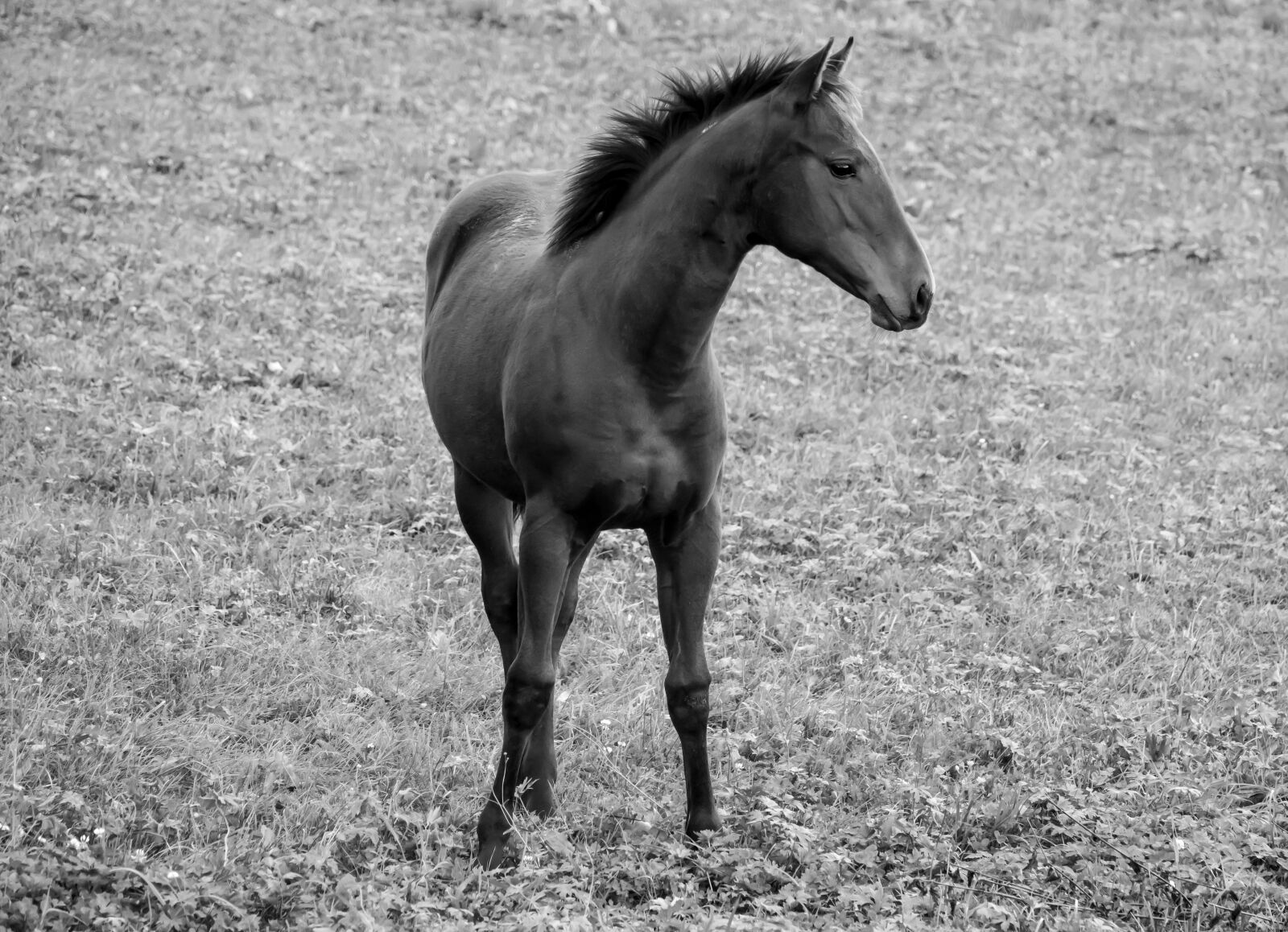Sony Cyber-shot DSC-RX10 III sample photo. Horse, brown, black photography