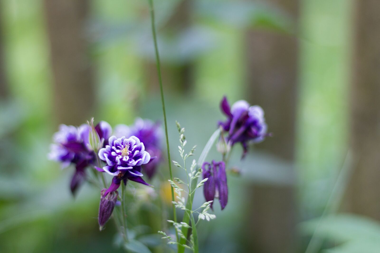 Canon EOS 7D + Canon EF 50mm F1.8 STM sample photo. Background, flower, blue photography