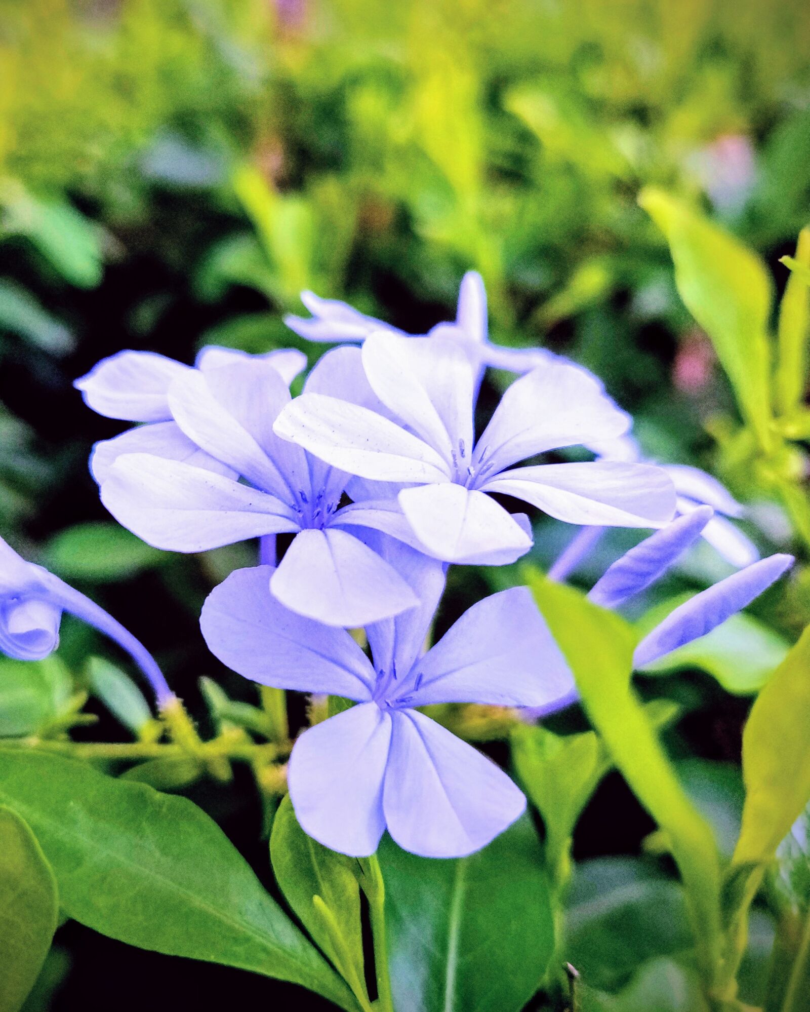 OnePlus A6010 sample photo. Flower, garden, blossom photography