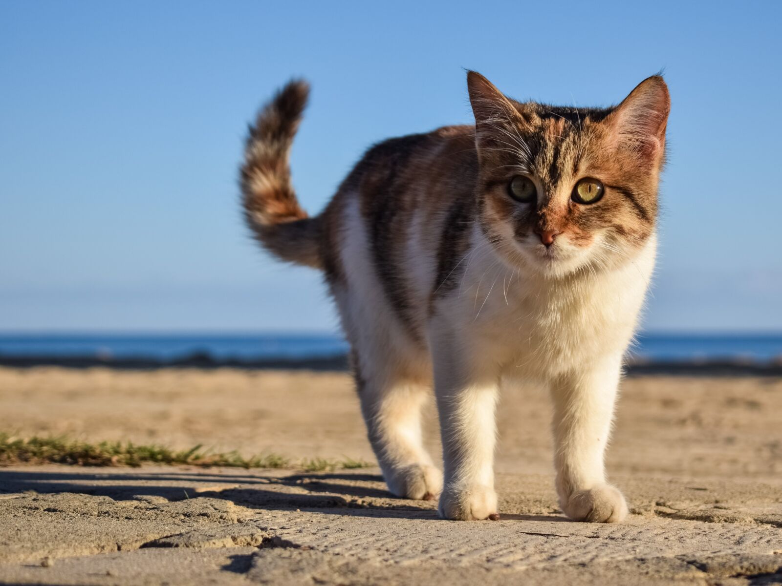 Nikon D3300 sample photo. Cat, stray, animal photography