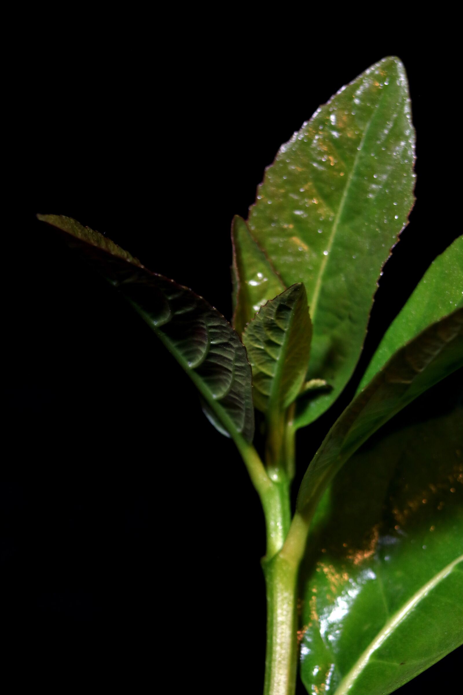 Canon EOS 760D (EOS Rebel T6s / EOS 8000D) sample photo. Plant, background, leaf photography