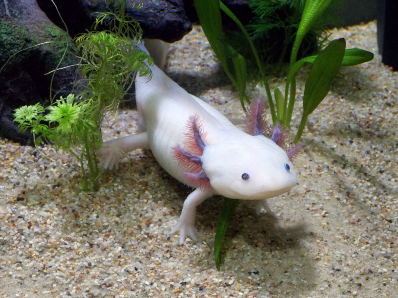 Nikon Coolpix L810 sample photo. Axolotl, leucistique, male photography