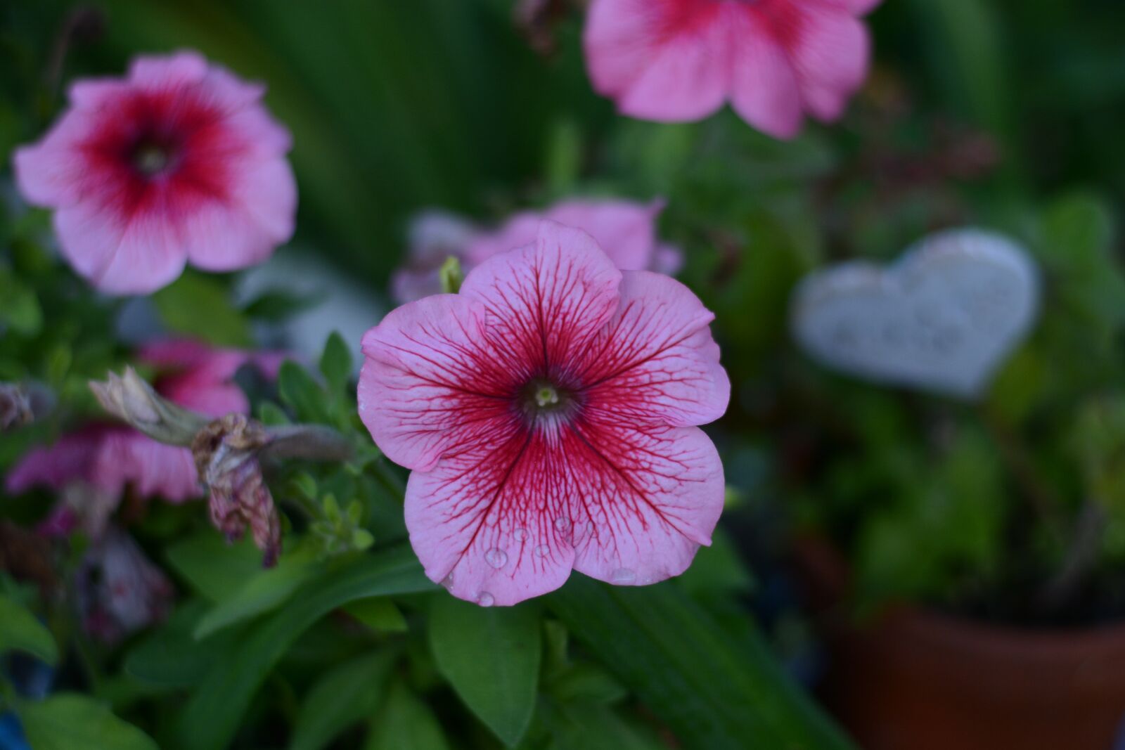 Nikon D7100 sample photo. Red, flower, rose photography