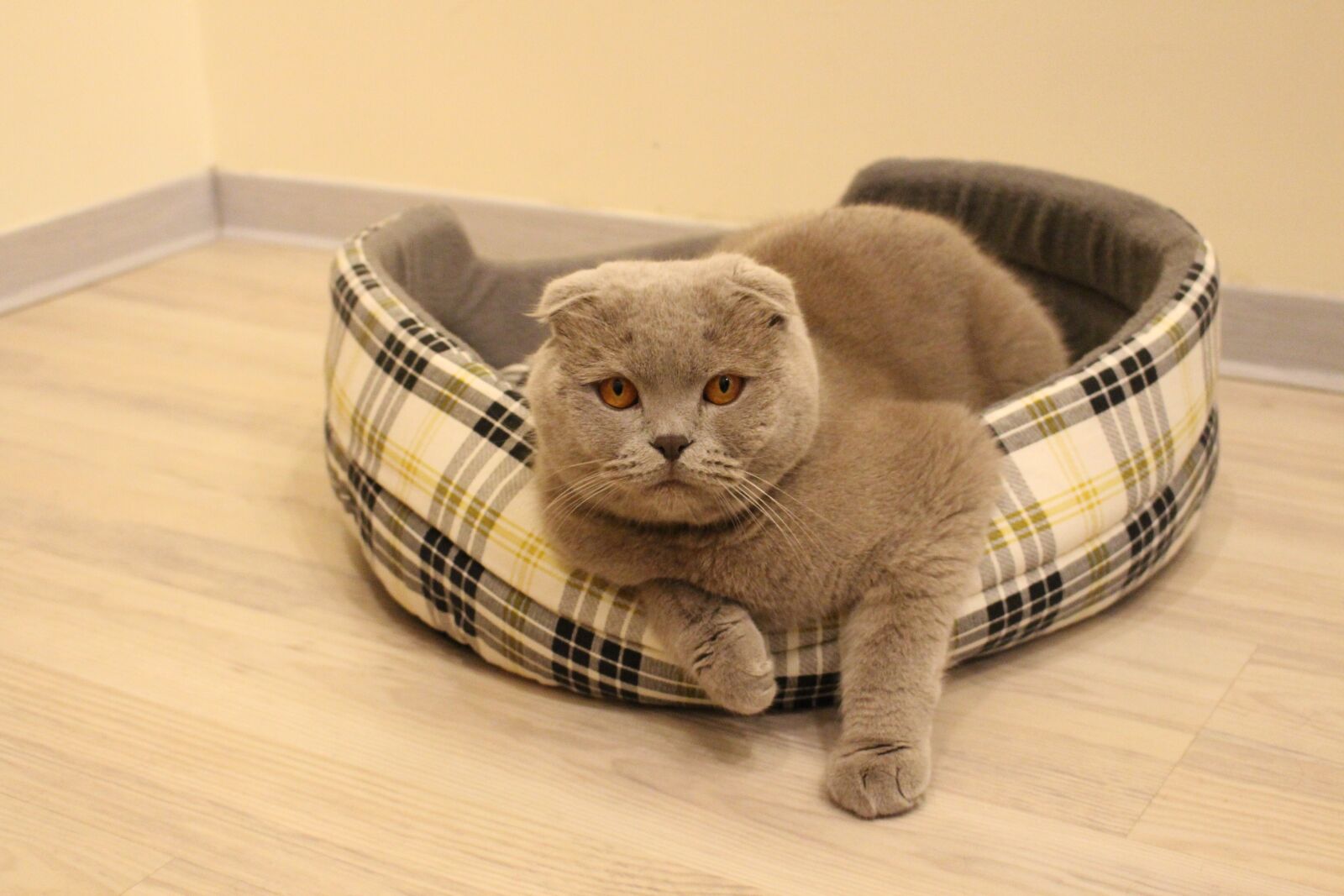 Canon EOS 700D (EOS Rebel T5i / EOS Kiss X7i) sample photo. Cat, animal, pet photography