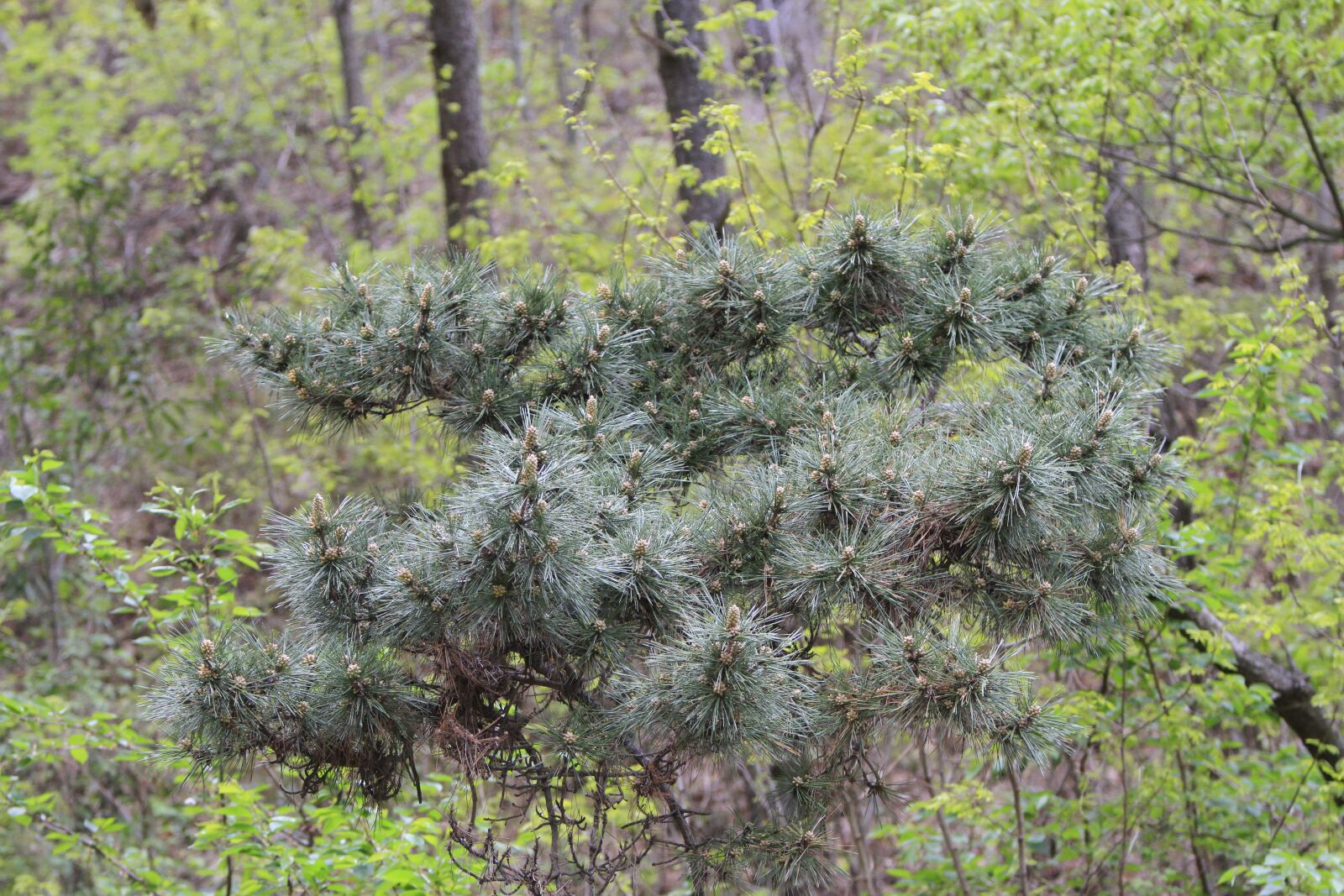 Canon EOS 7D sample photo. Pohang, everywhere park, pine photography