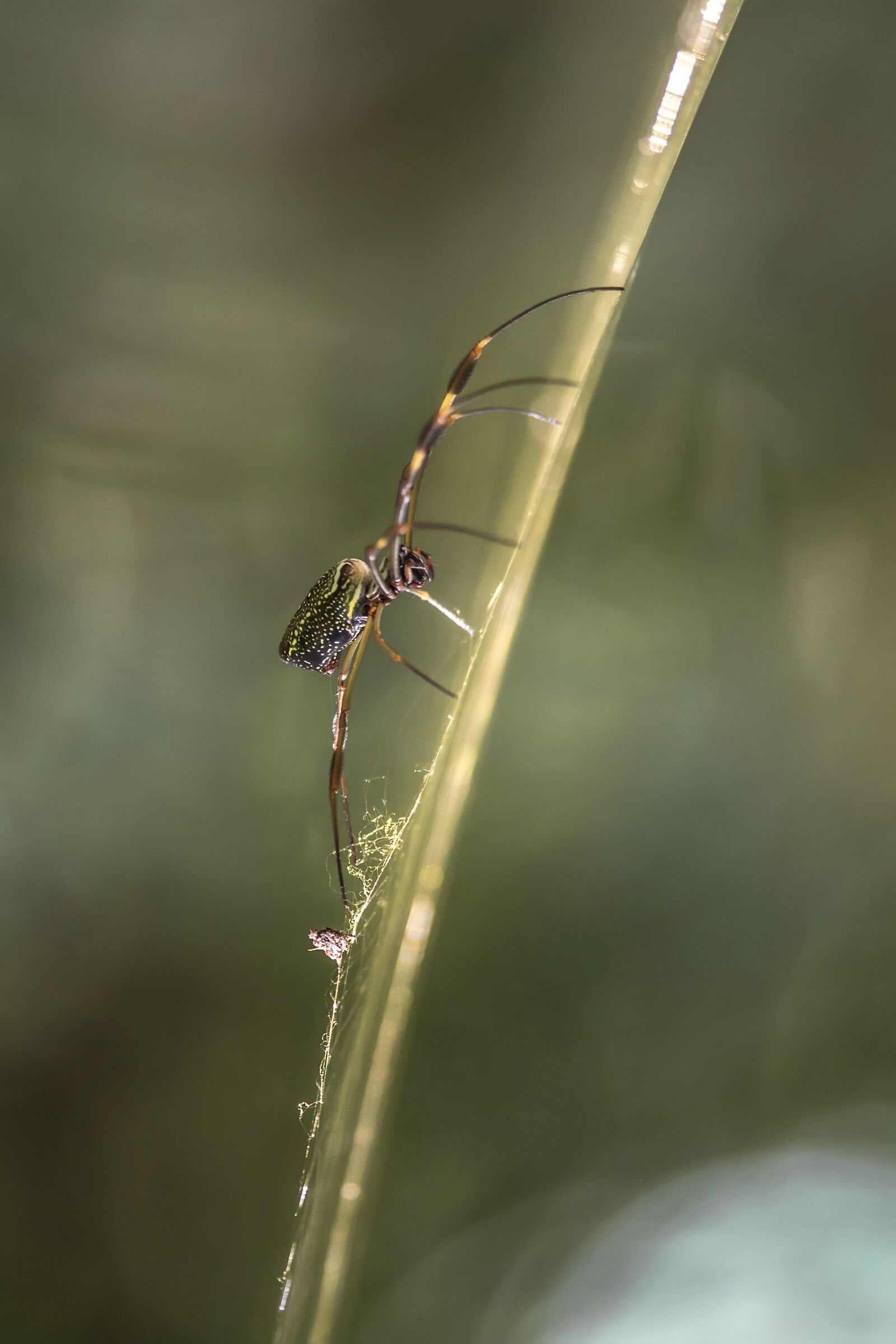 Nikon D750 sample photo. Insect, nature, wildlife photography