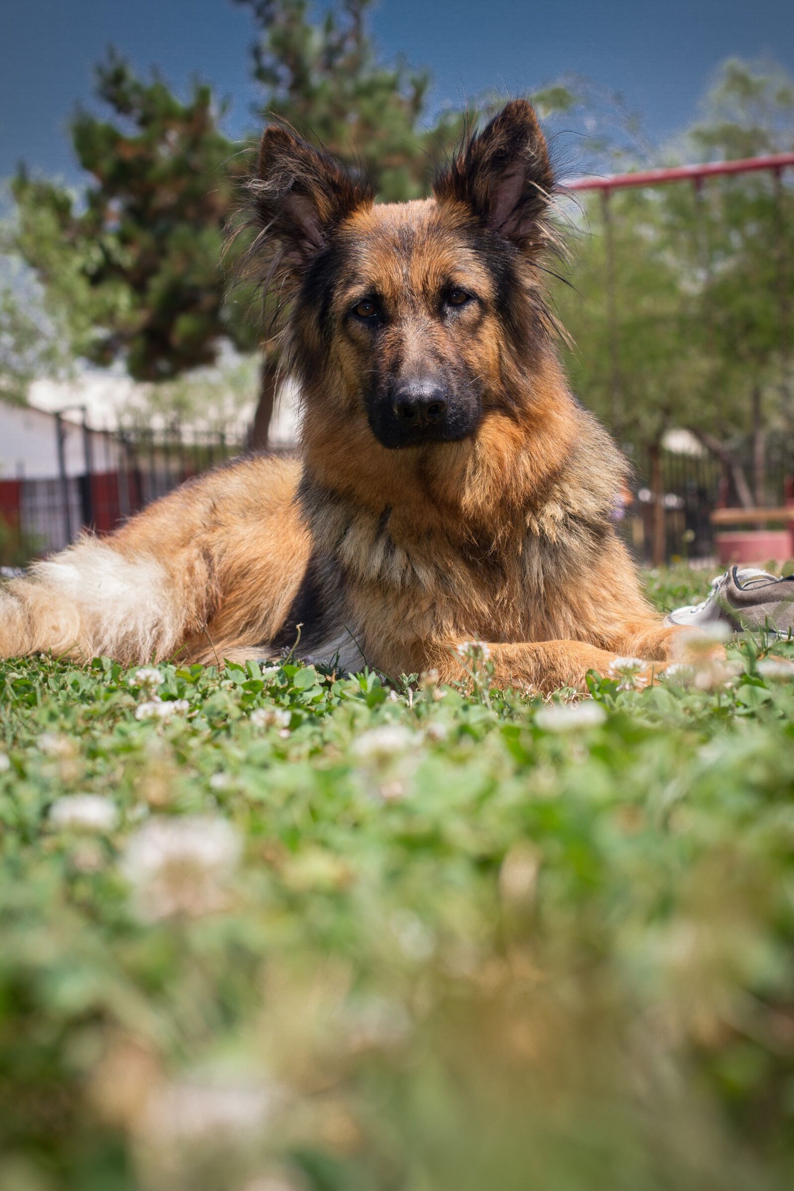 Canon EOS 7D + Canon EF 50mm F1.4 USM sample photo. German shepherd dog, rest photography