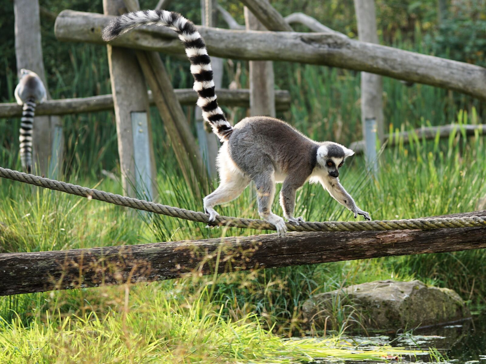 Sony a6000 sample photo. Ring tailed lemur, lemur photography