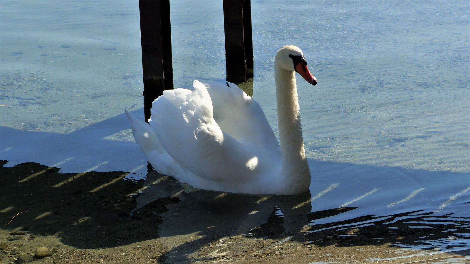 Panasonic Lumix DMC-FZ200 sample photo. Swan, lake, water photography