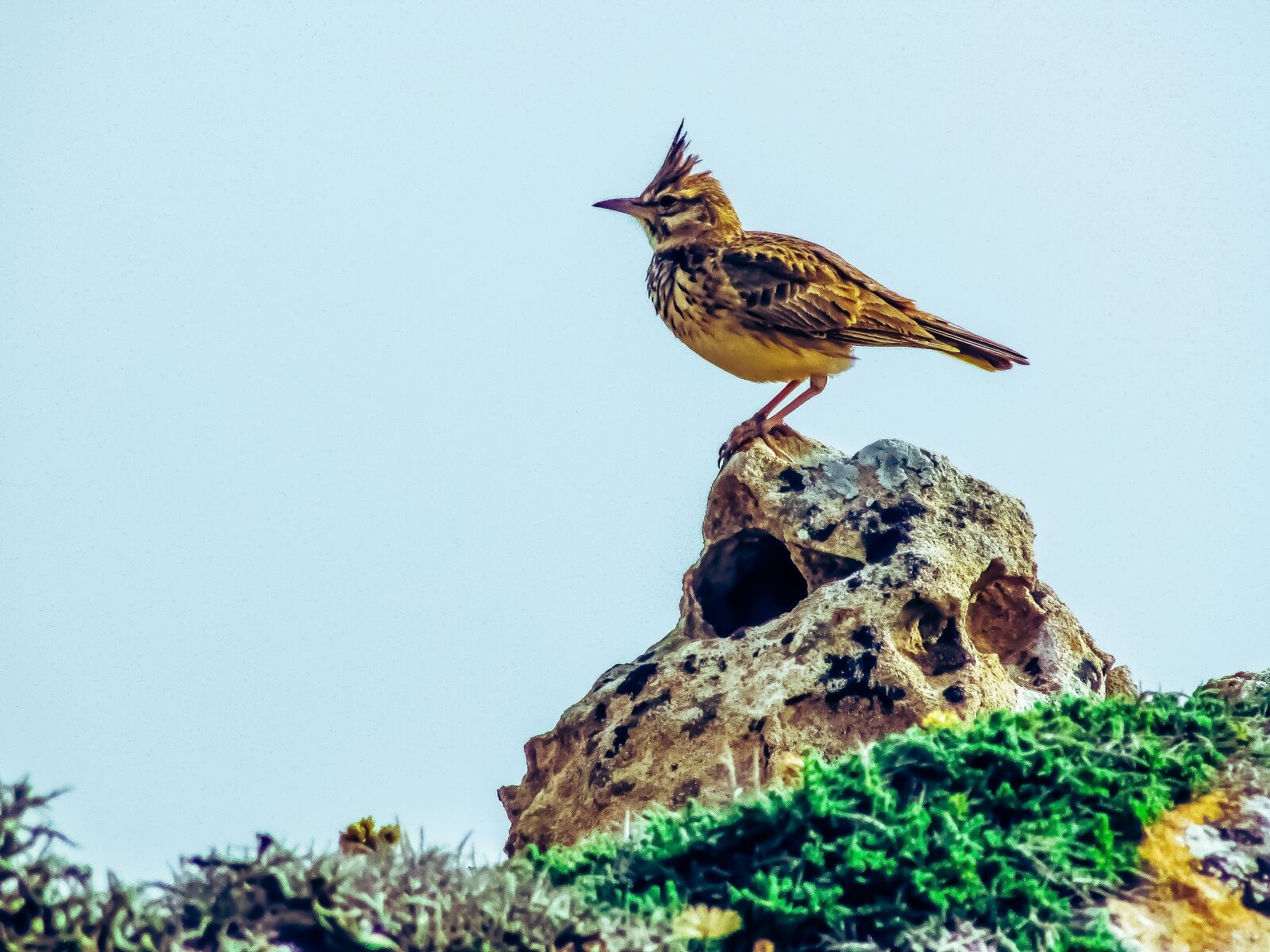Canon PowerShot SX400 IS sample photo. Lark, bird, nature photography