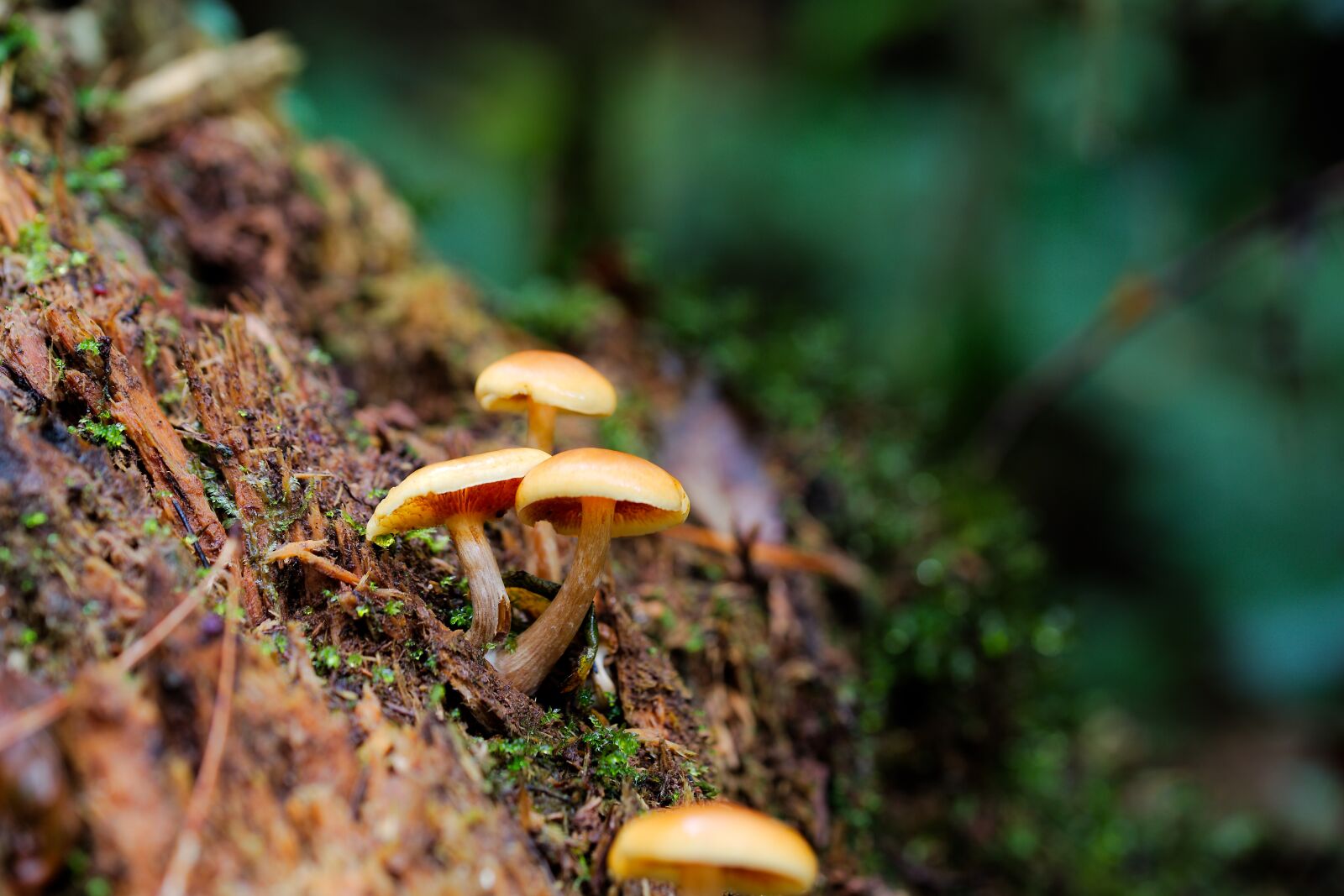 Canon EOS 6D sample photo. Mushroom, nature, moss photography