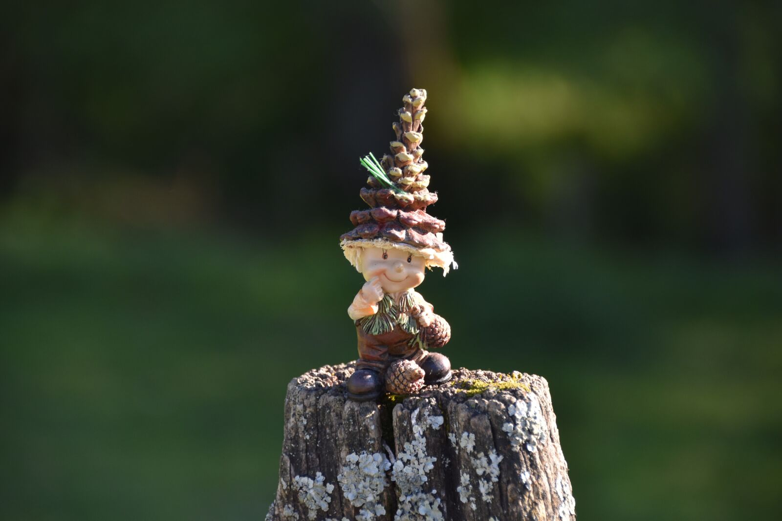 Nikon D5600 sample photo. Dwarf, nature, wood photography