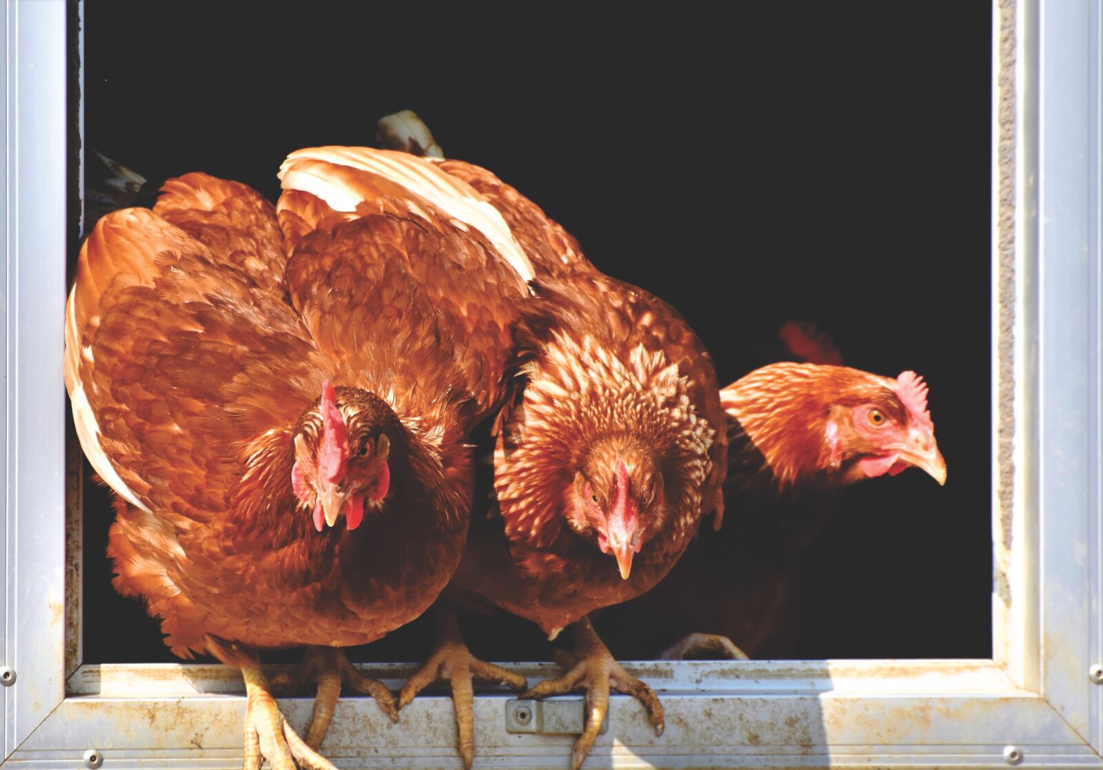Nikon D7200 sample photo. Chicken, hen, poultry photography