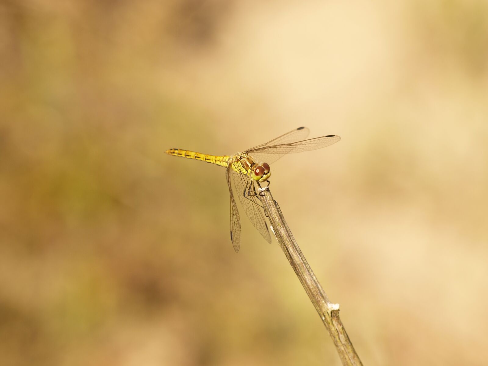 Olympus E-30 sample photo. Dragonfly, bug, summer photography