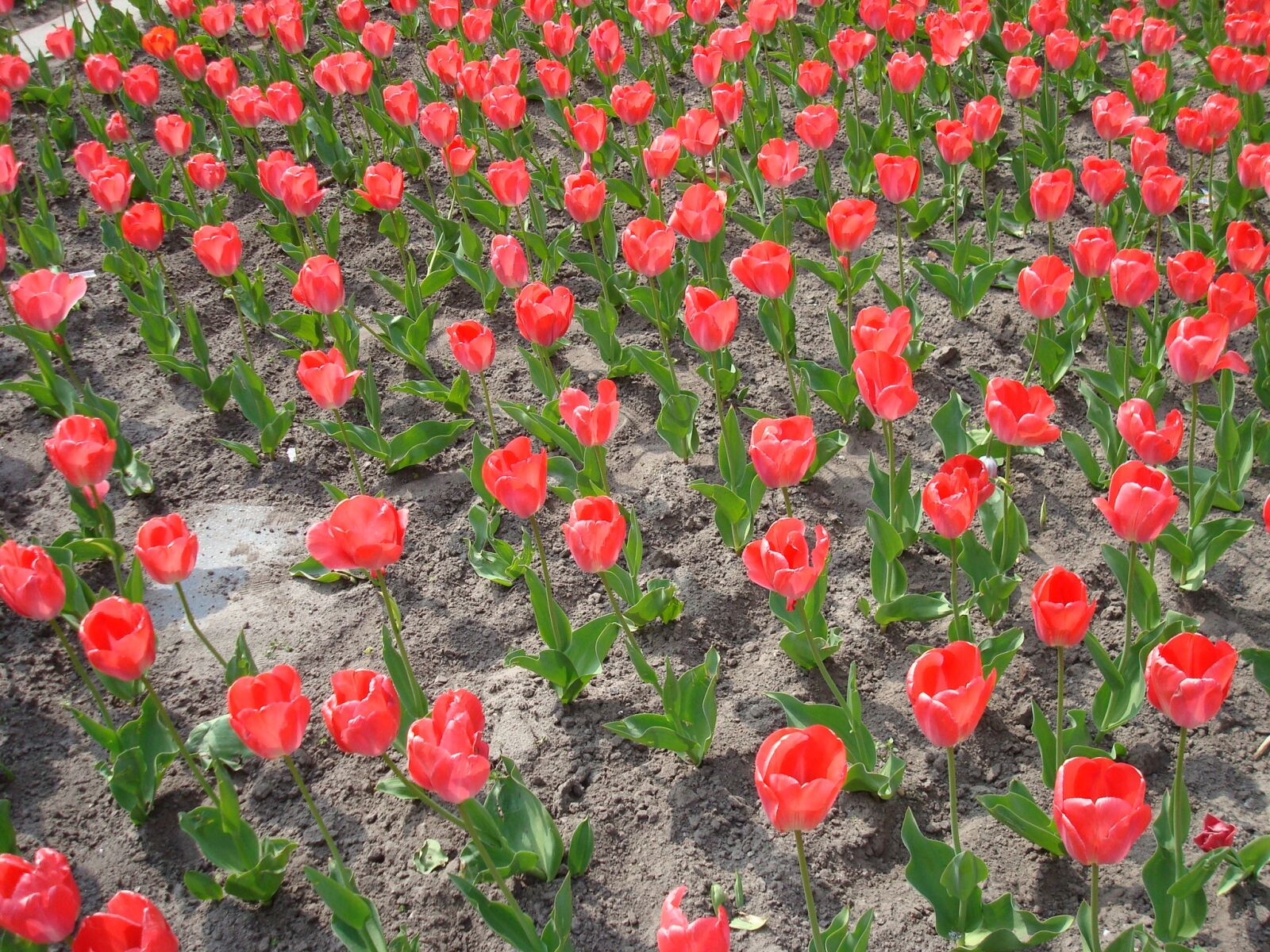 Sony DSC-W80 sample photo. Tulips, holland, dutch photography
