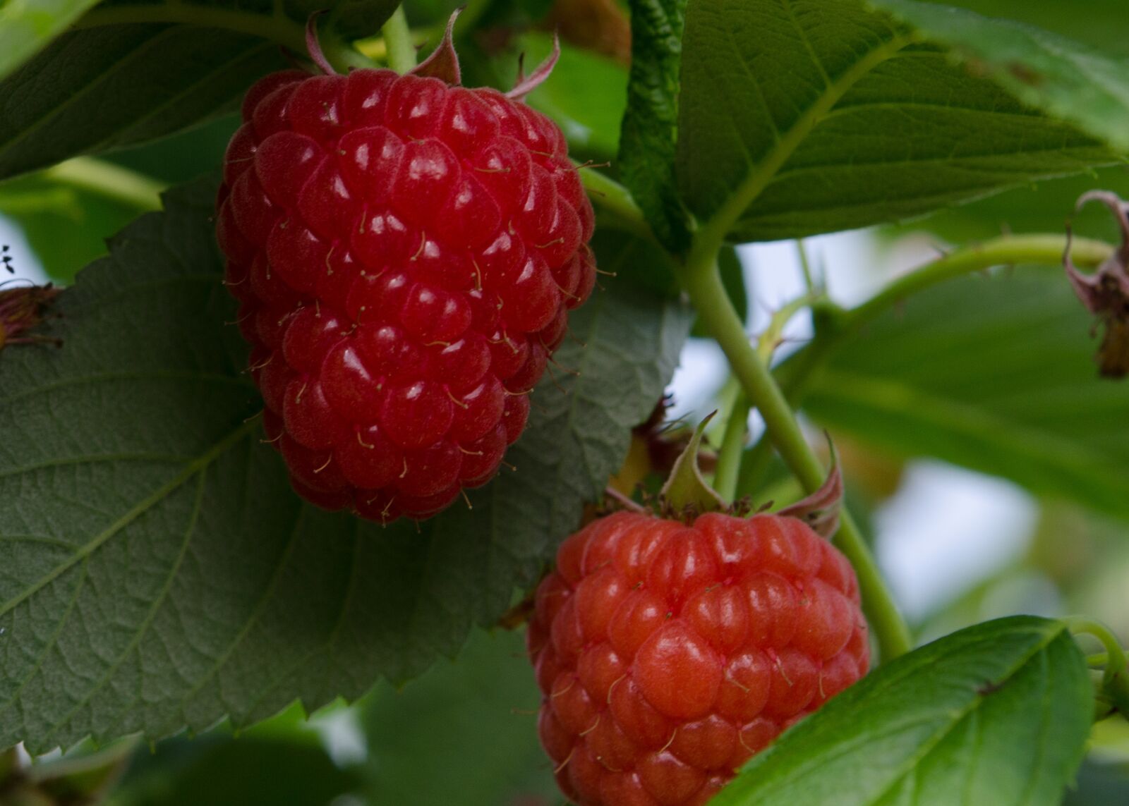 Nikon D7000 sample photo. Raspberry, raspberries, fruits photography
