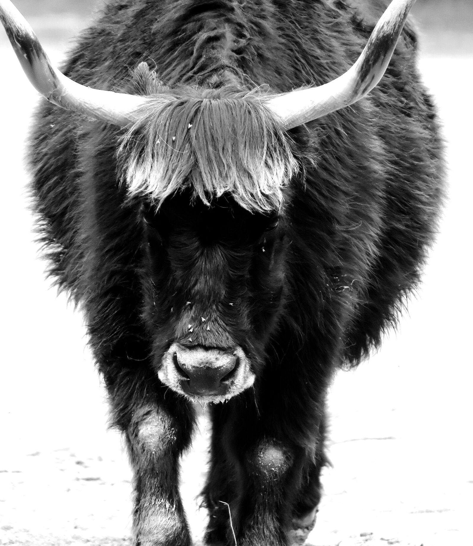 Nikon D7200 sample photo. Aurochs, beef, cattle photography