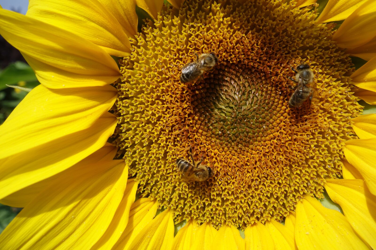 Sony Cyber-shot DSC-RX100 sample photo. Sunflower, summer, bees photography