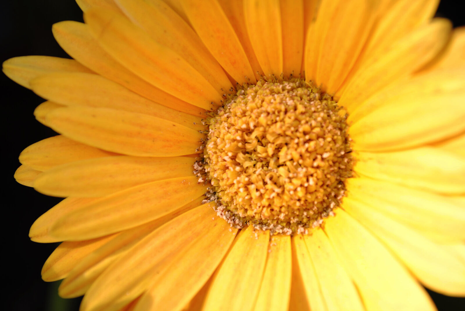 Nikon D3000 sample photo. Beautiful, beautiful, flowers, flower photography