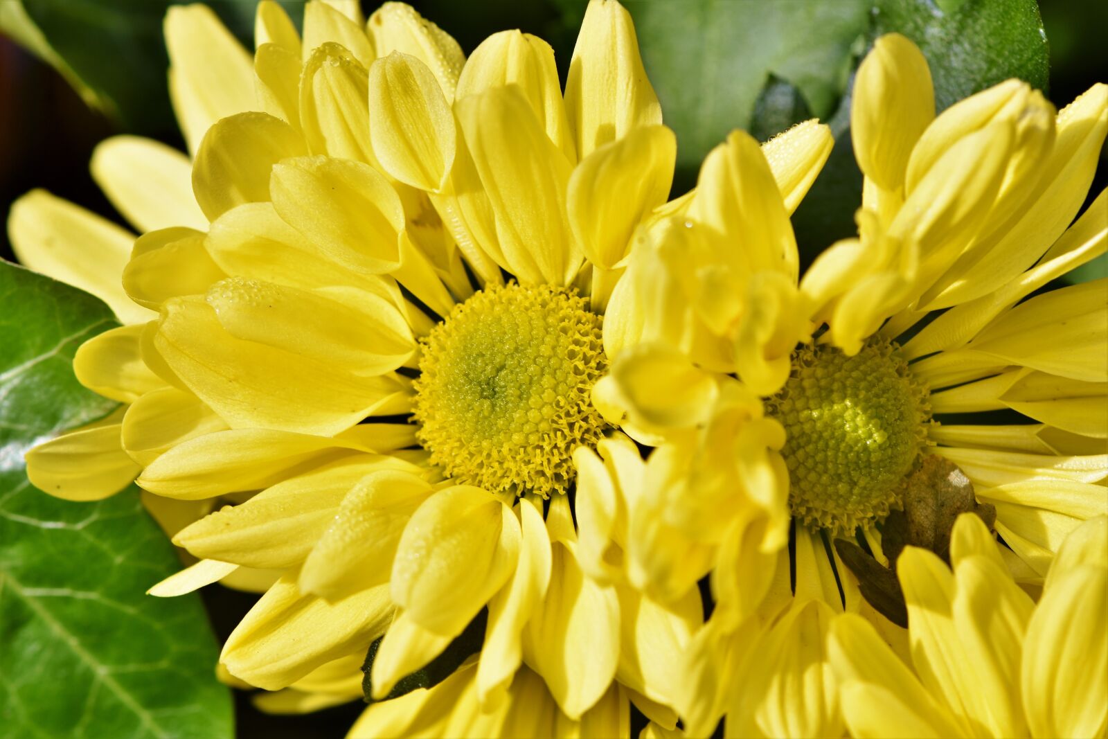 Nikon D7200 sample photo. Herbstaster, aster, blossom photography
