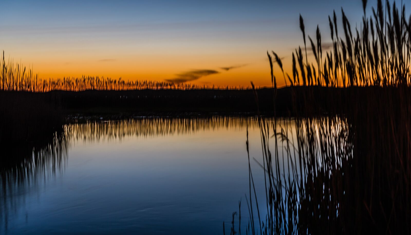 Nikon D750 sample photo. Frog, swamp, mississippi photography