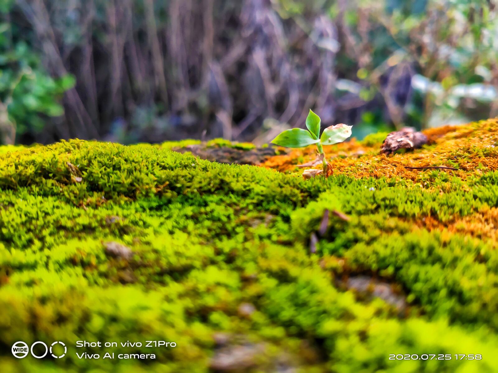 vivo 1951 sample photo. Algae, plant, nature photography