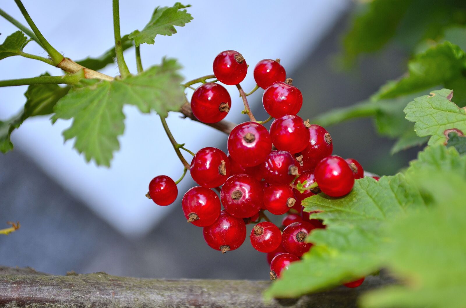 Nikon D5100 sample photo. Currant, berry, red photography