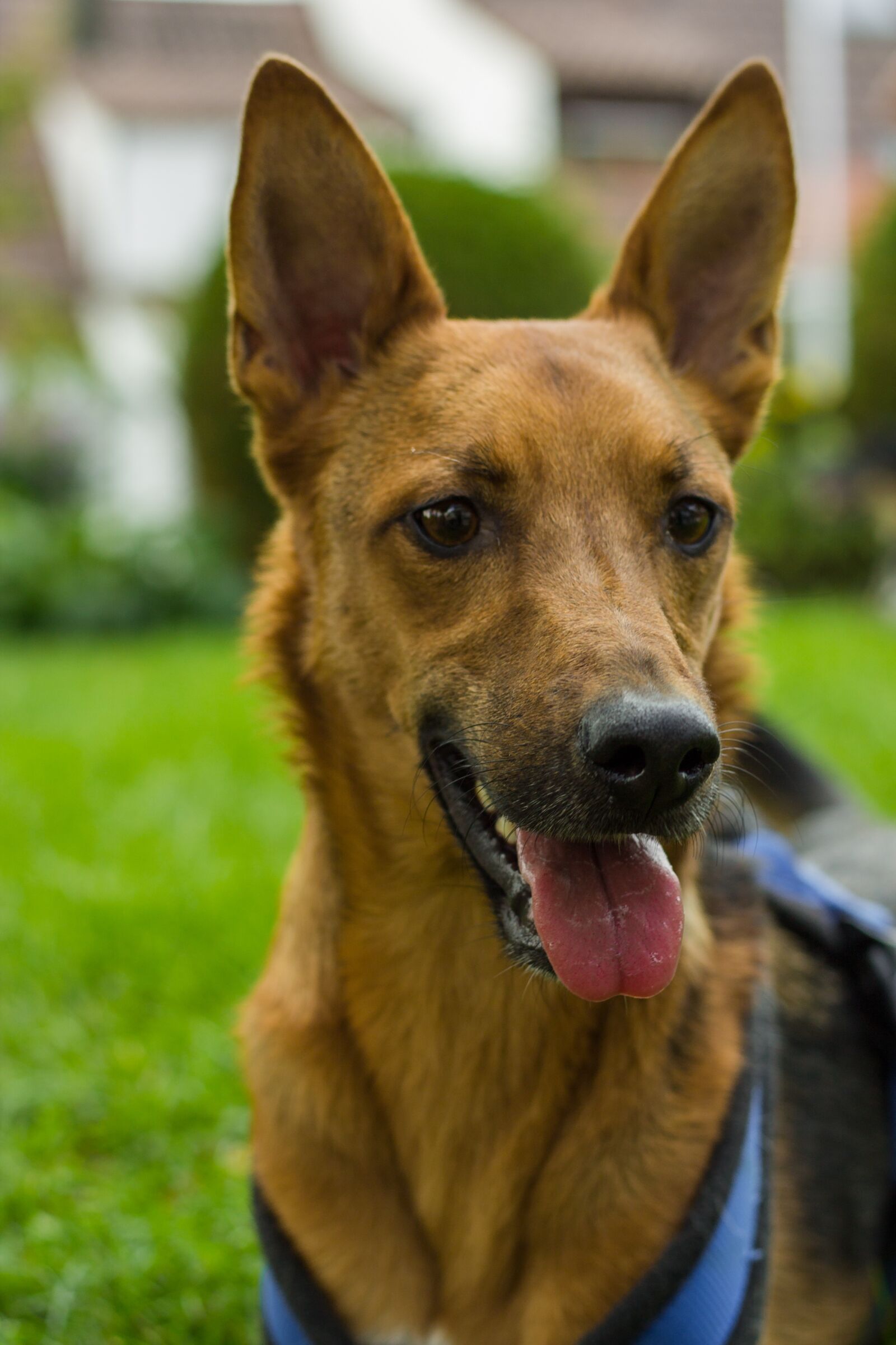 Canon EOS 1100D (EOS Rebel T3 / EOS Kiss X50) + Canon EF 50mm F1.8 STM sample photo. Dog, nature, portrait photography