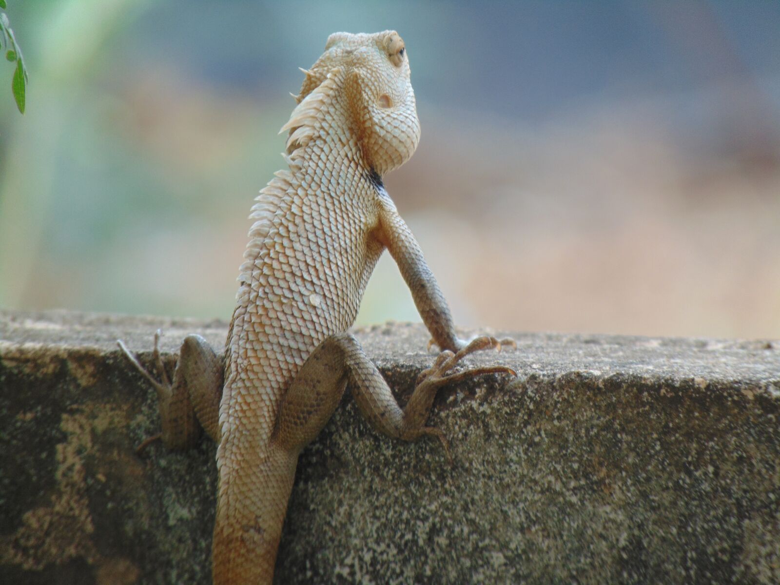 Sony Cyber-shot DSC-H300 sample photo. Indian garden lizard, green photography