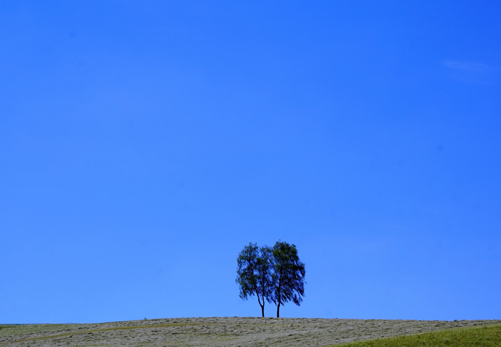 Sony ILCA-77M2 + Sony DT 16-50mm F2.8 SSM sample photo. Tree, meadow, aldingen photography