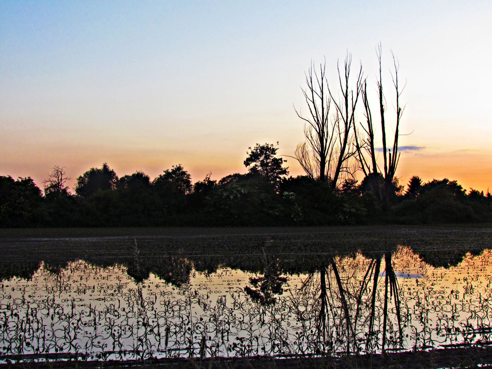 Canon PowerShot SX30 IS sample photo. Water, west, tree photography