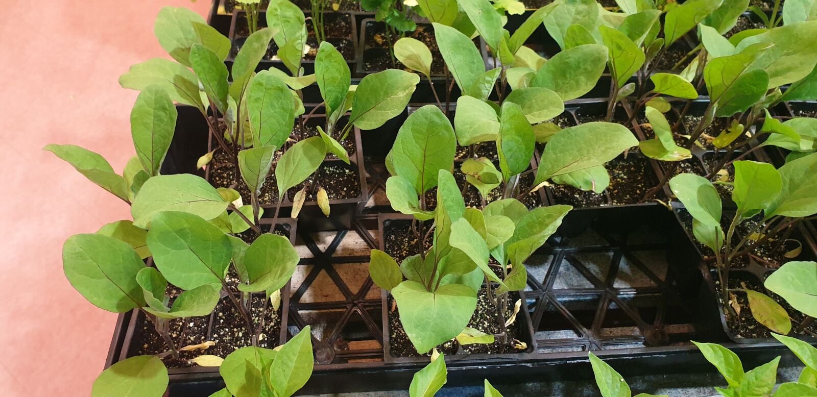Samsung Galaxy Note9 sample photo. Bud, seedlings, green photography