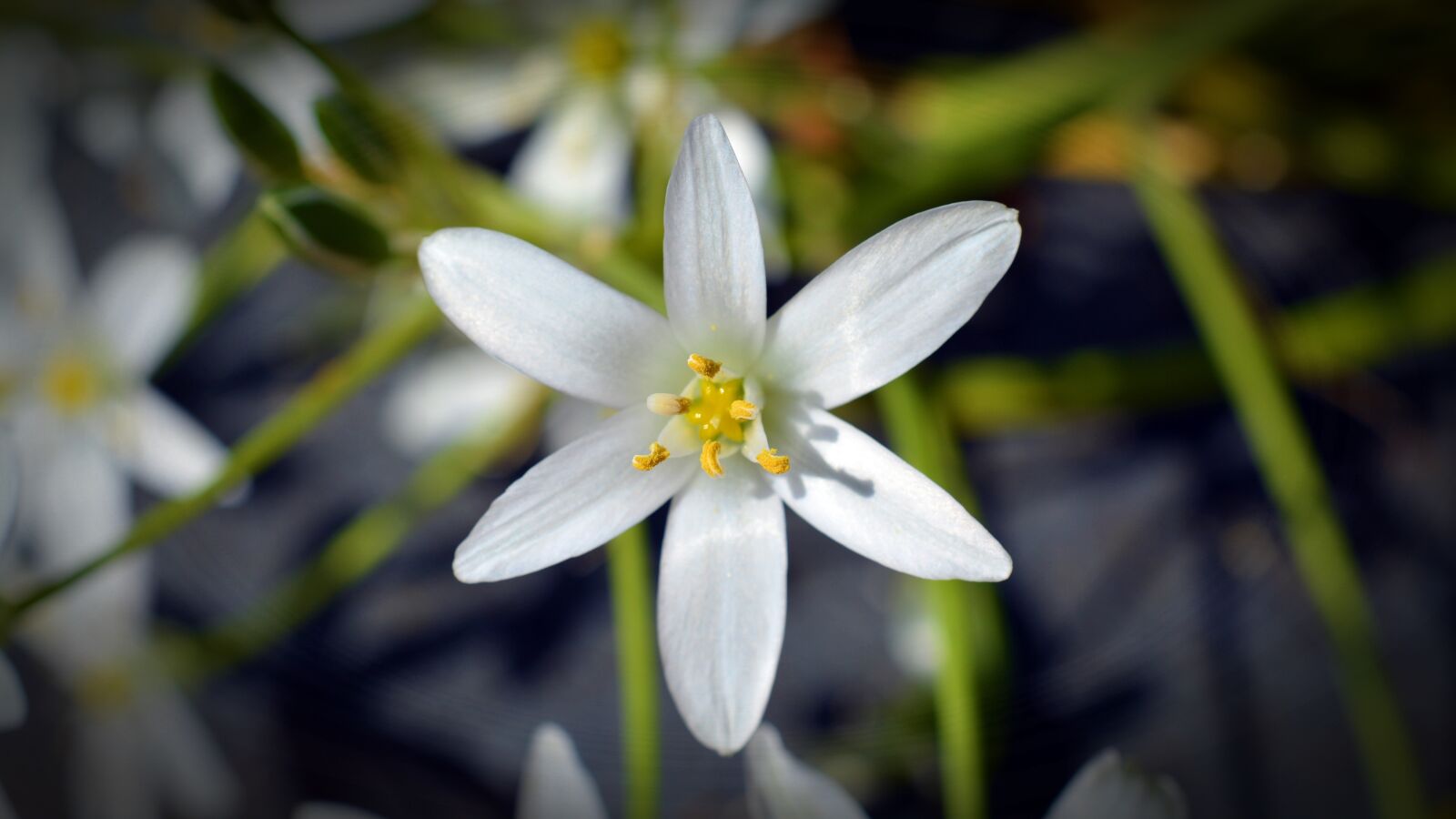 Nikon D5200 sample photo. Flower, blossom, bloom photography