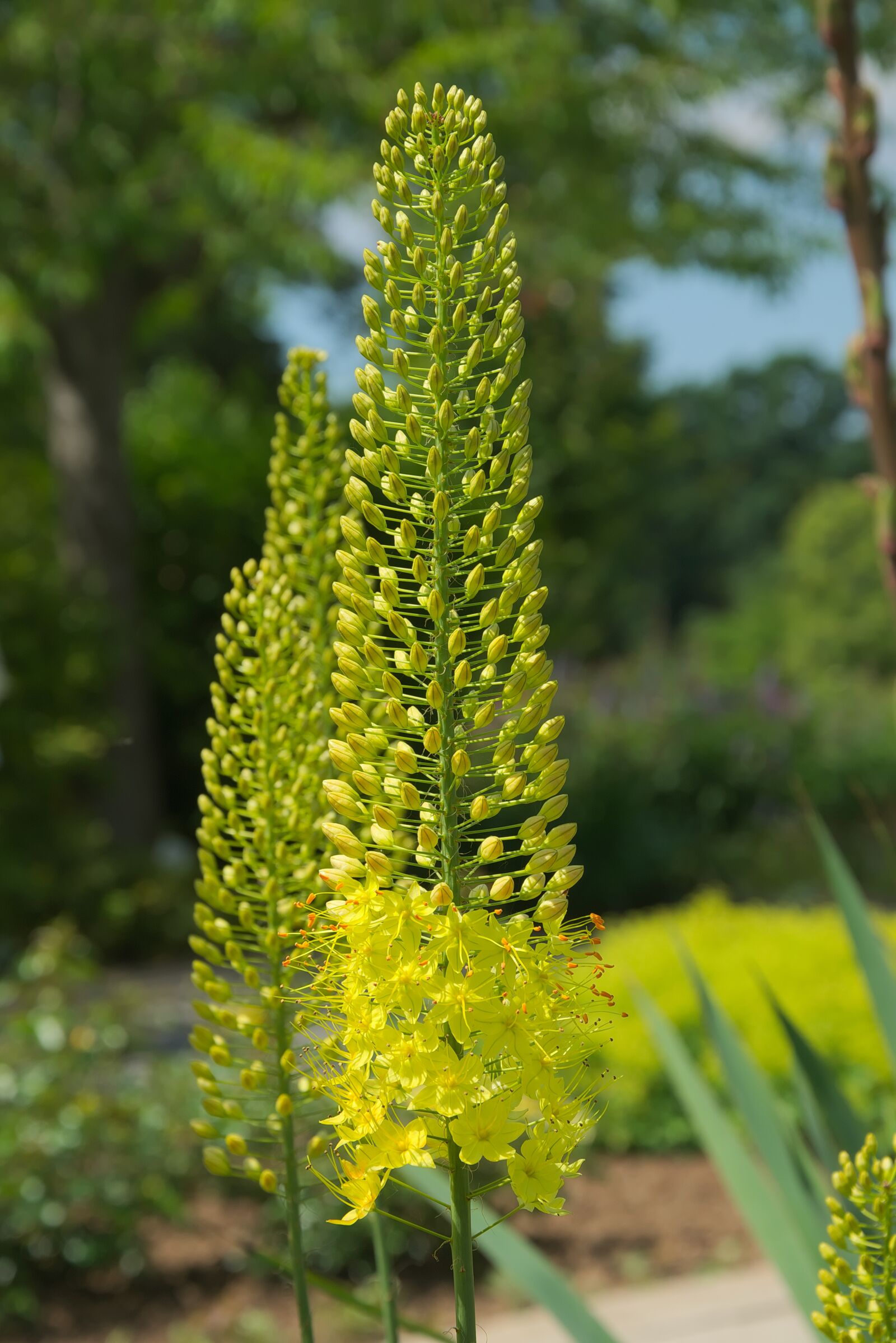 Nikon D3300 sample photo. Steppe candle, yellow flowers photography
