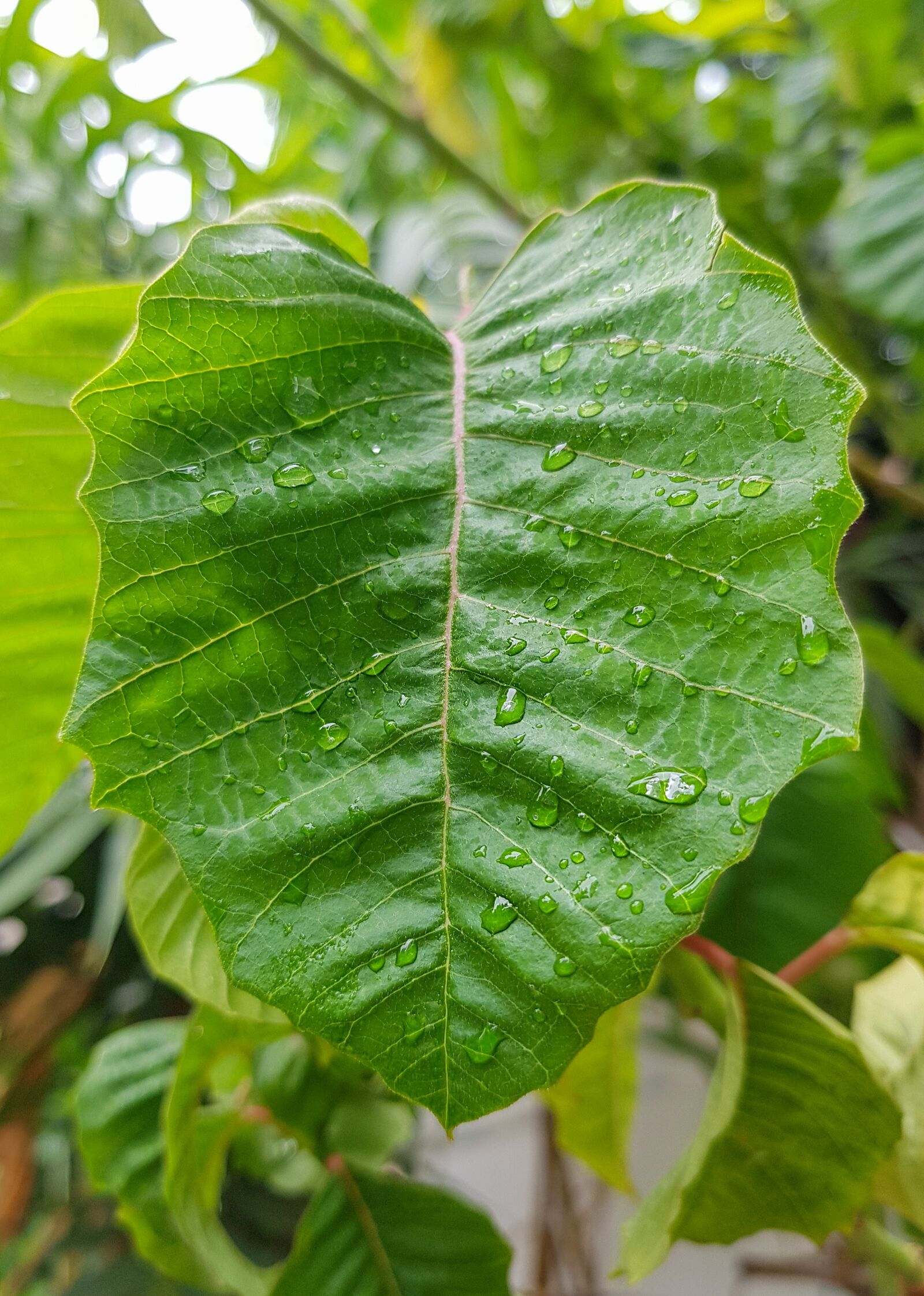 Samsung Galaxy S8+ sample photo. Leaf, droplets on leaf photography