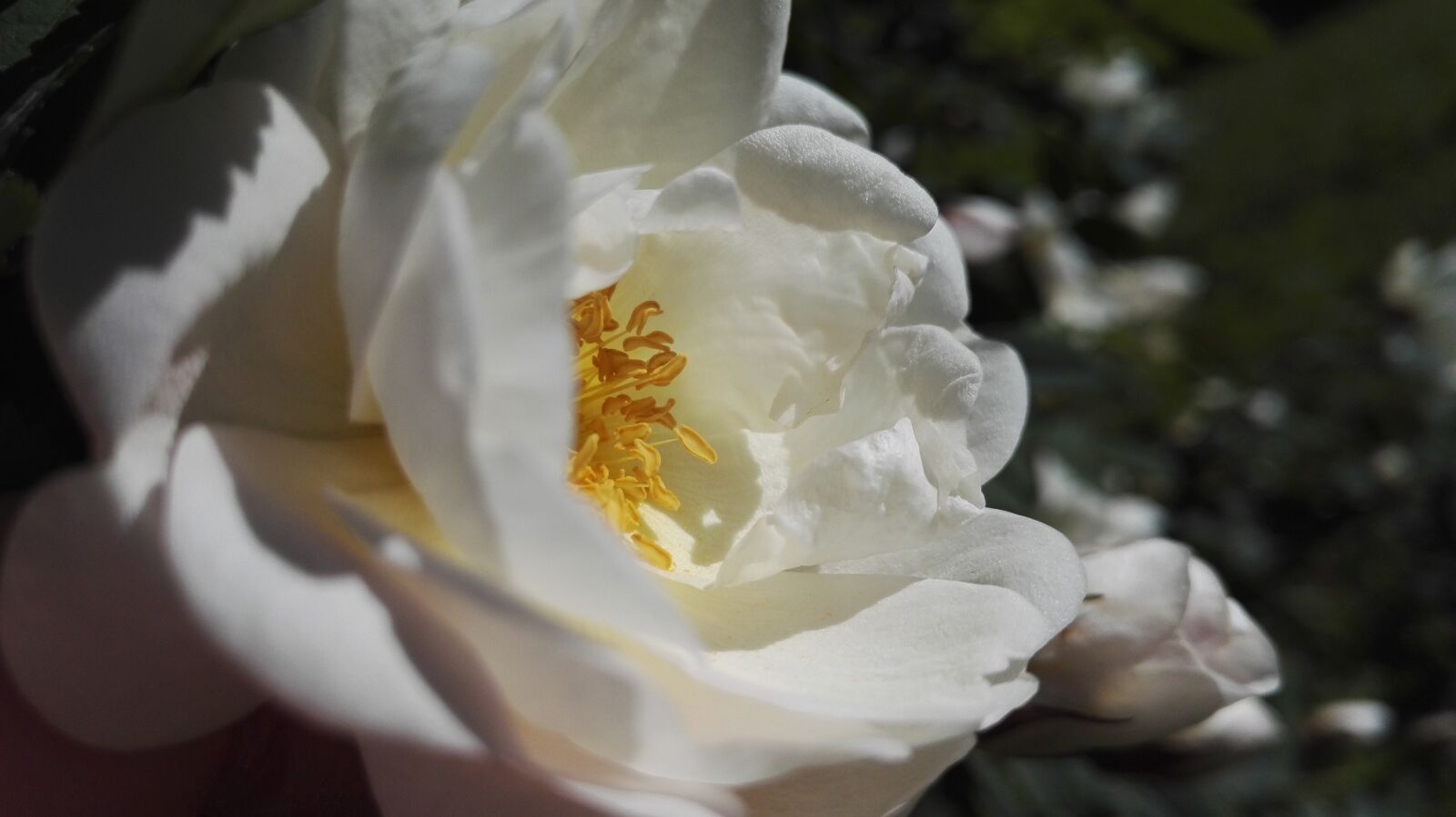 HUAWEI Honor 7 sample photo. Midsummer, midsummer roses, white photography