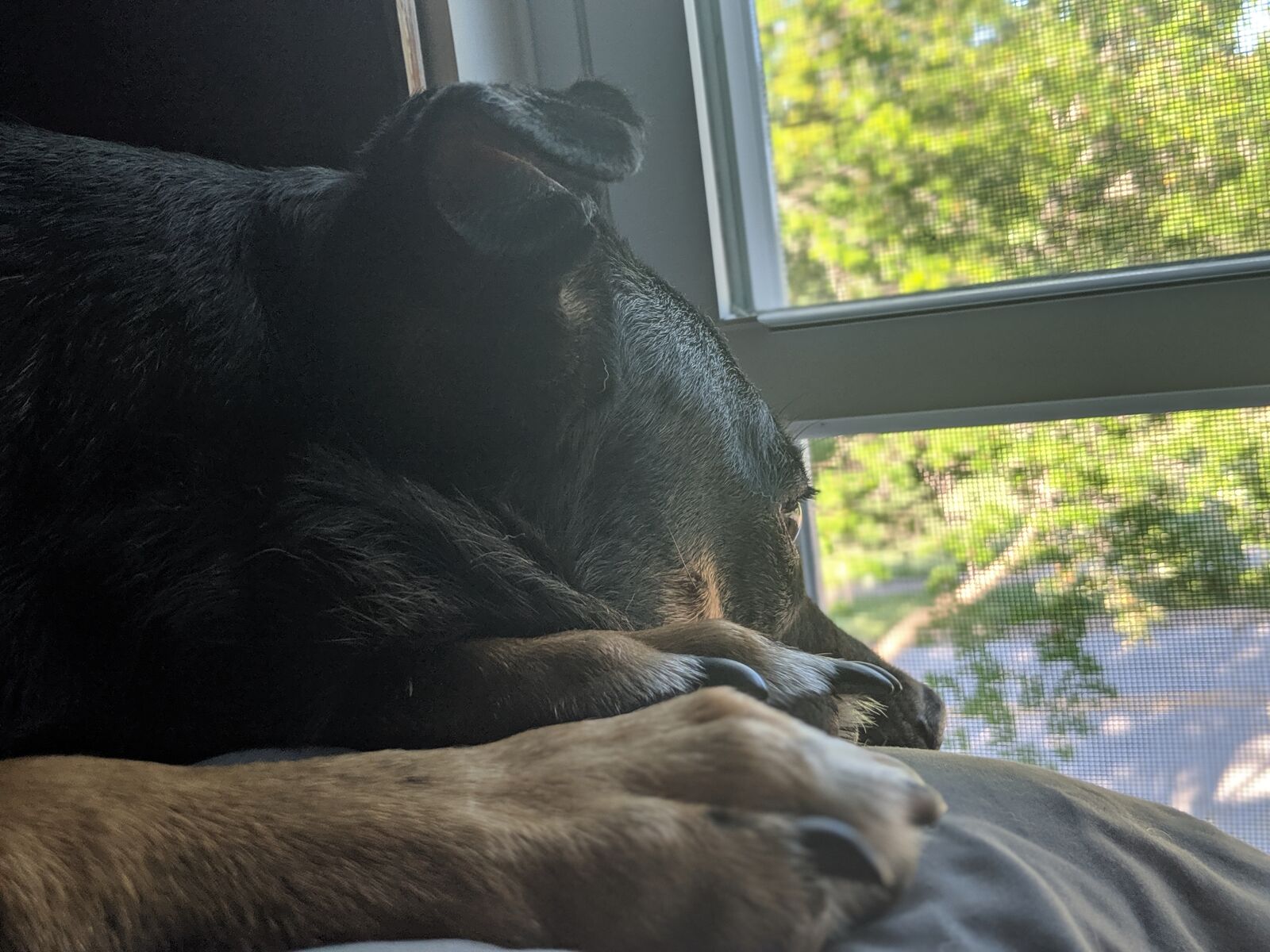 Google Pixel 2 sample photo. Dog, canine, rescue photography