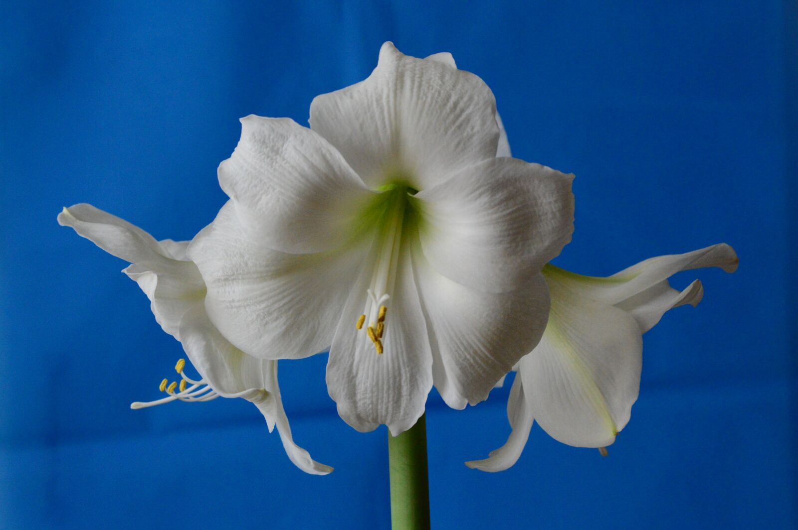 Nikon D3200 sample photo. Amaryllis, hippeastrum, amaryllidaceae photography